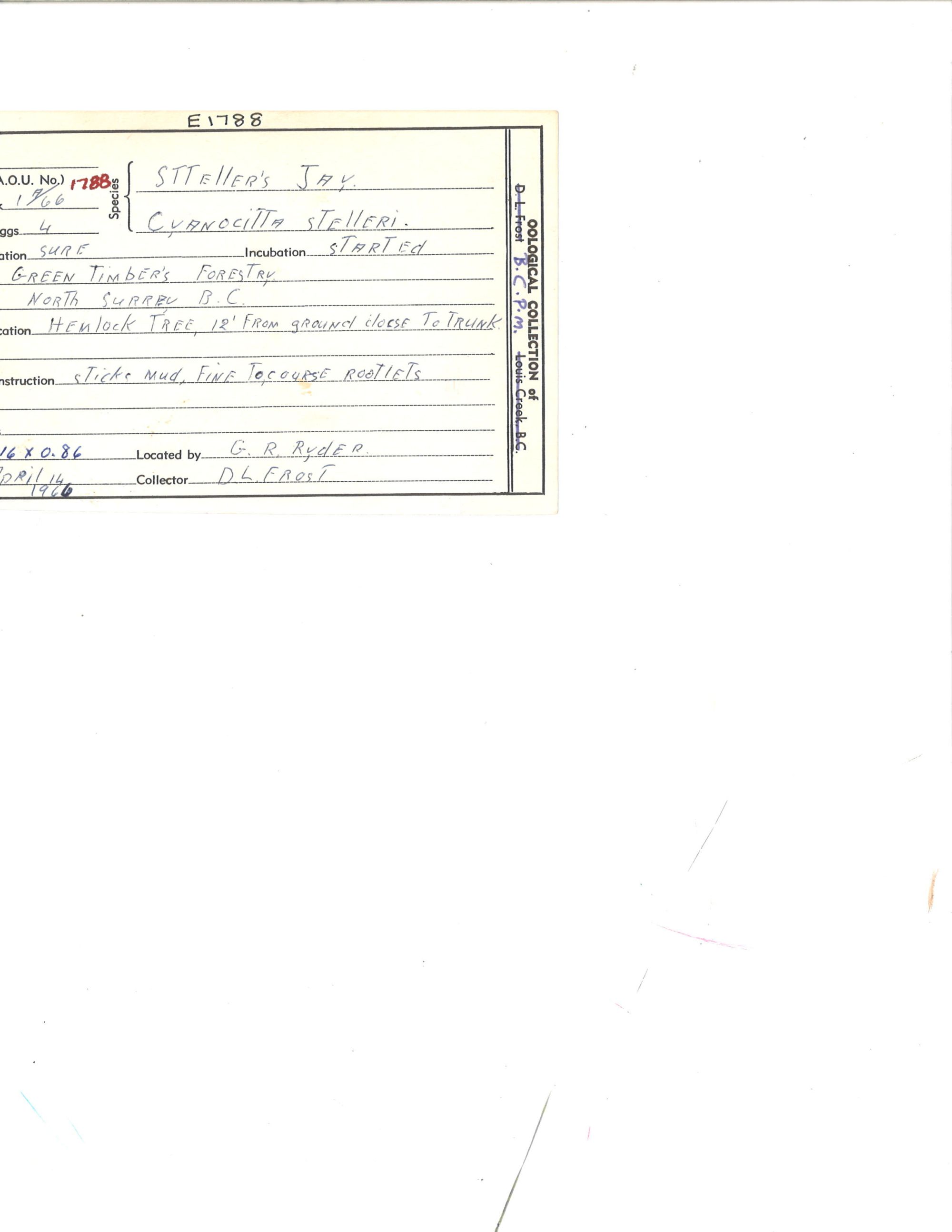 Image representing Cyanocitta stelleri.