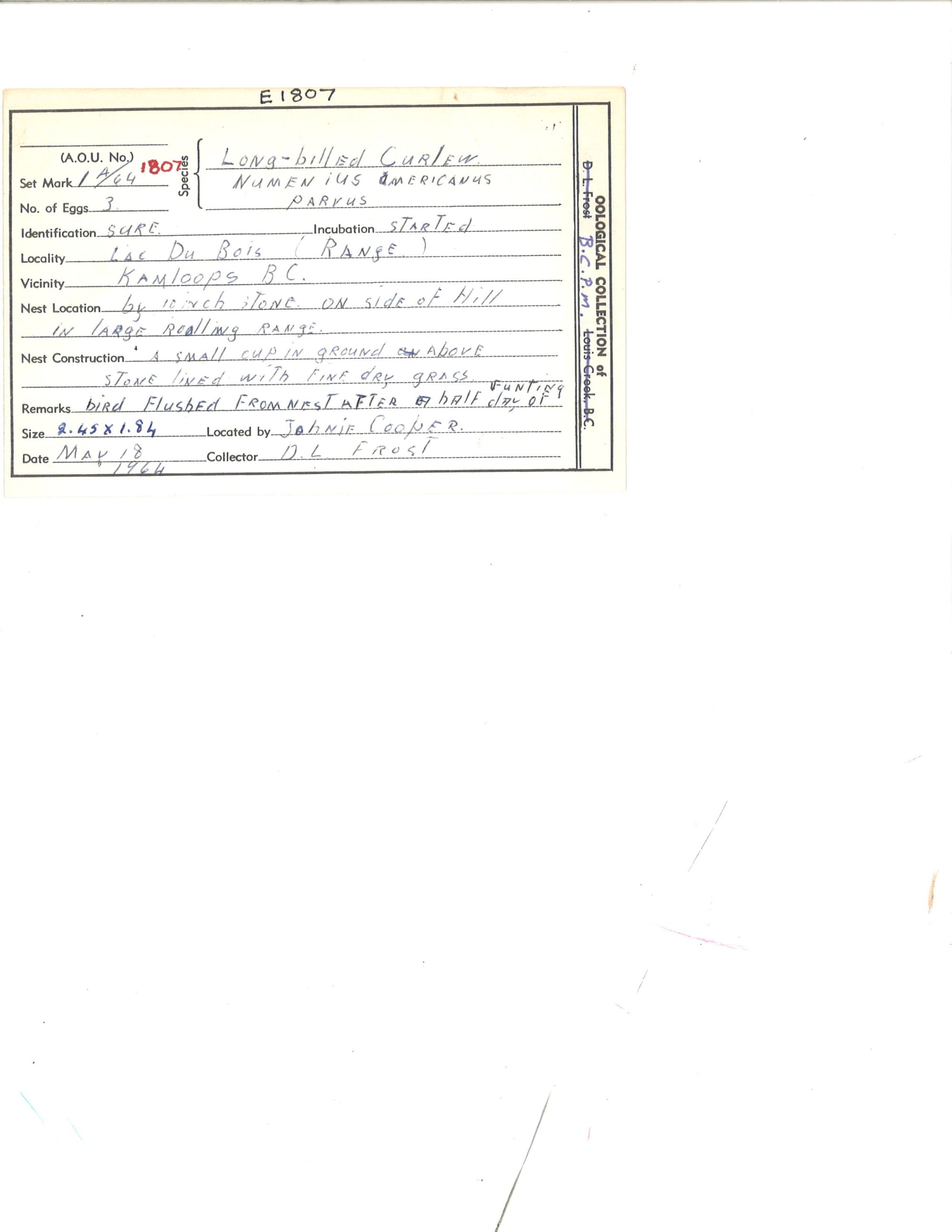 Image représentant Numenius americanus