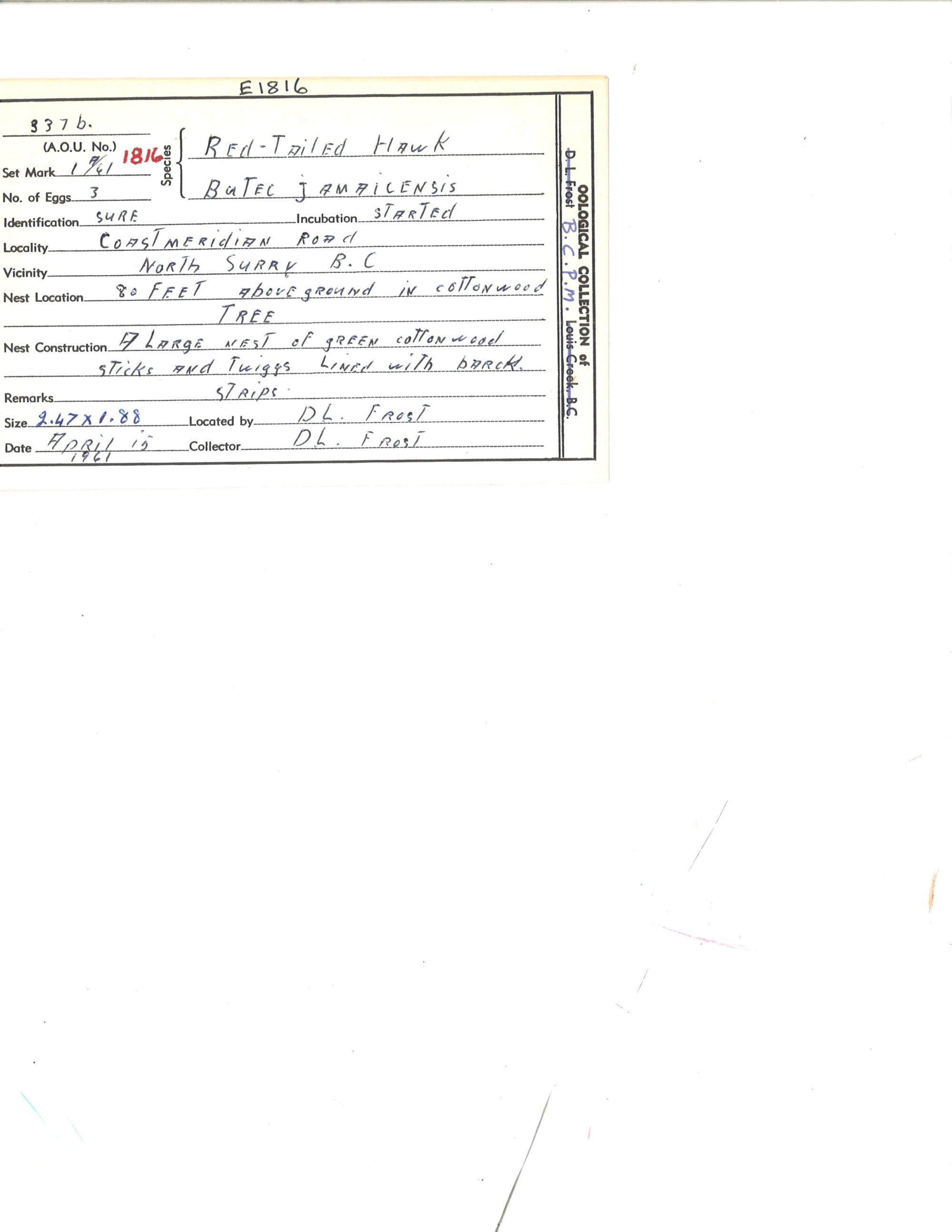 Image representing Buteo jamaicensis.