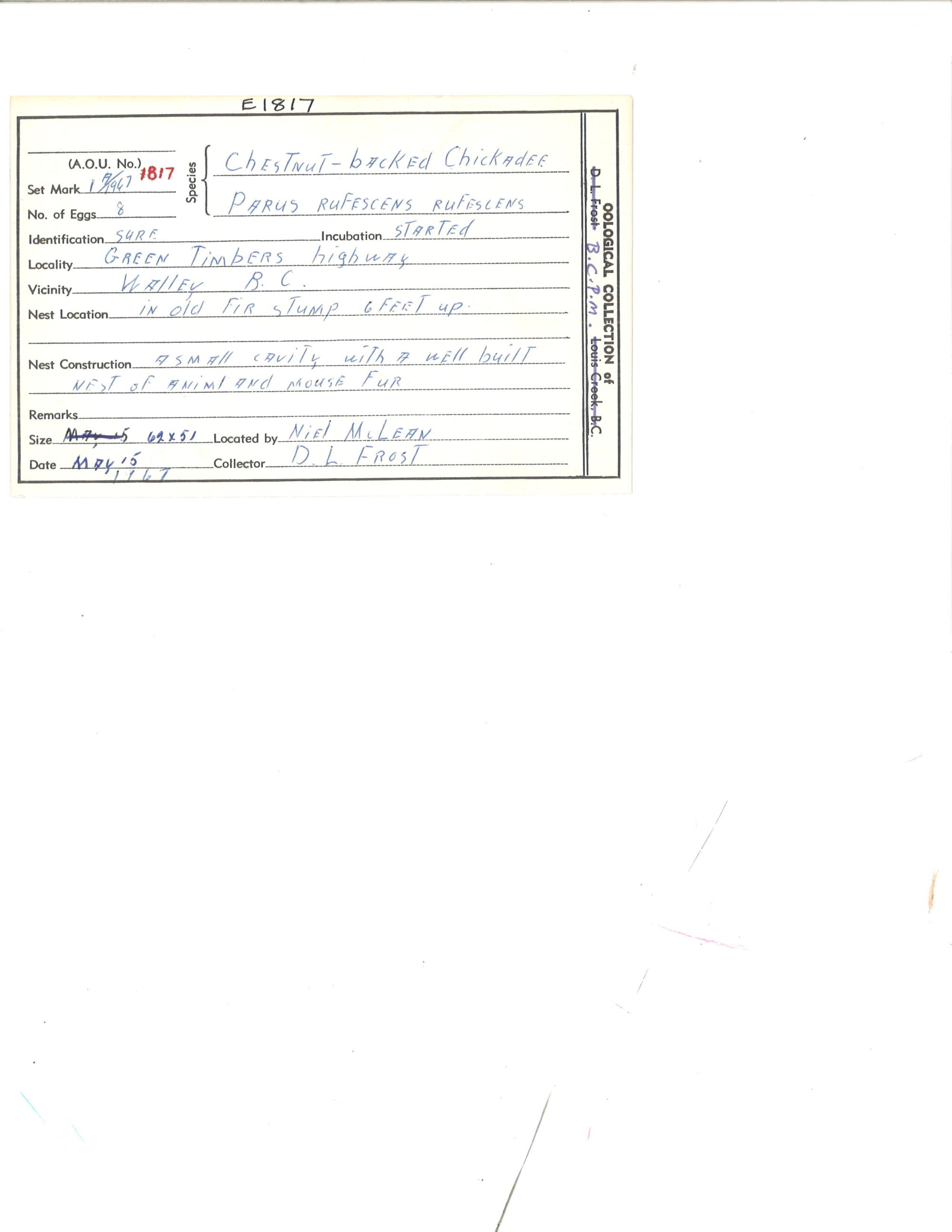 Image représentant Poecile rufescens