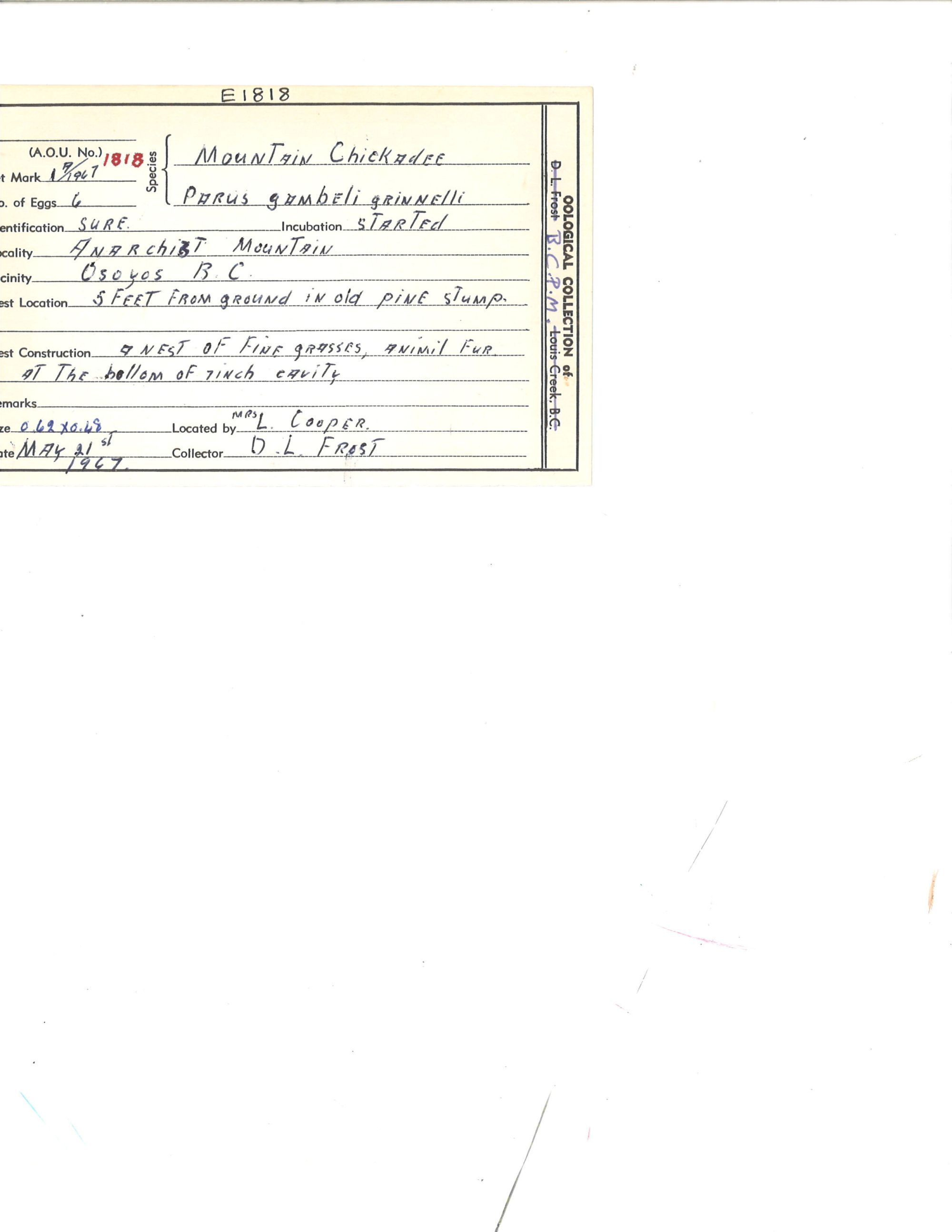 Image représentant Poecile gambeli