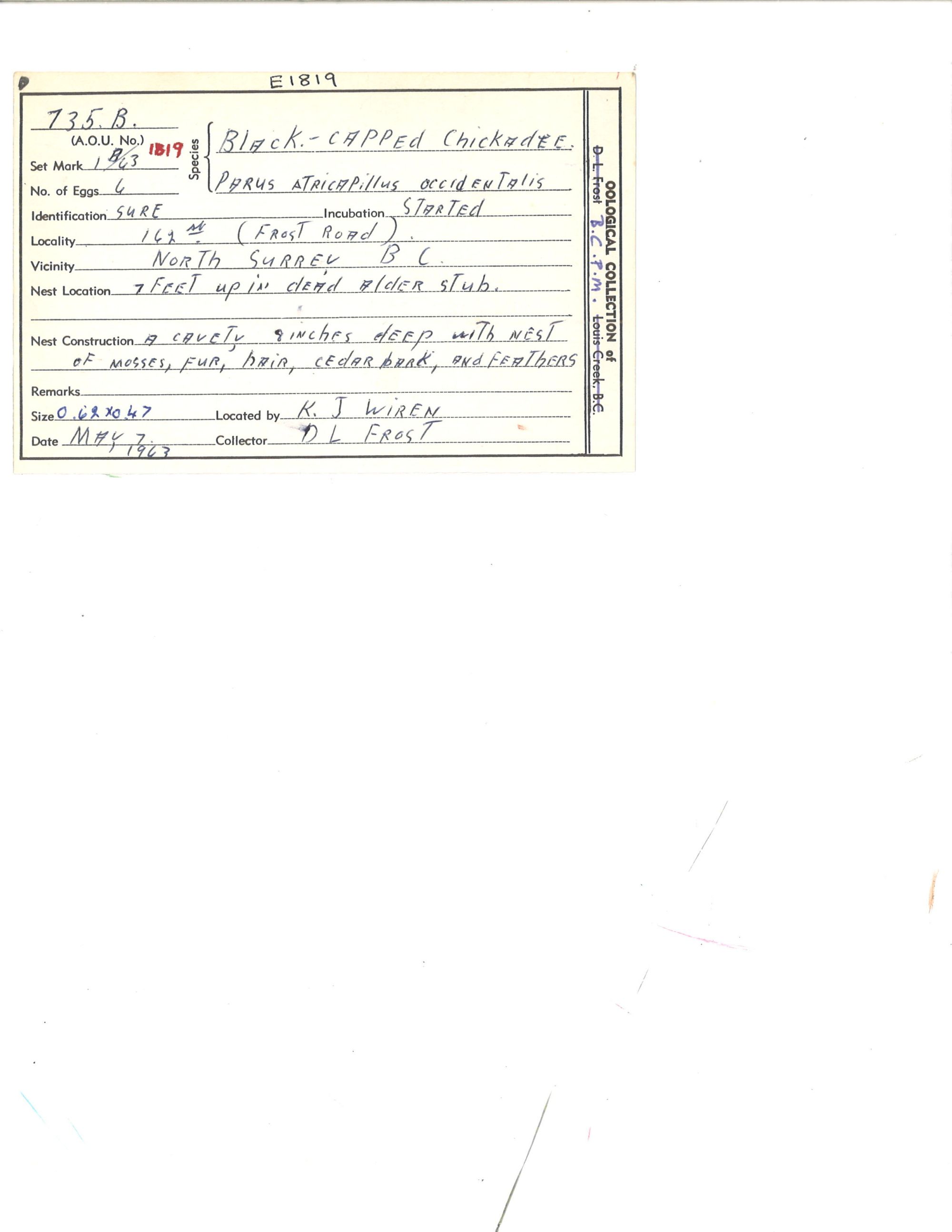 Image représentant Poecile atricapillus