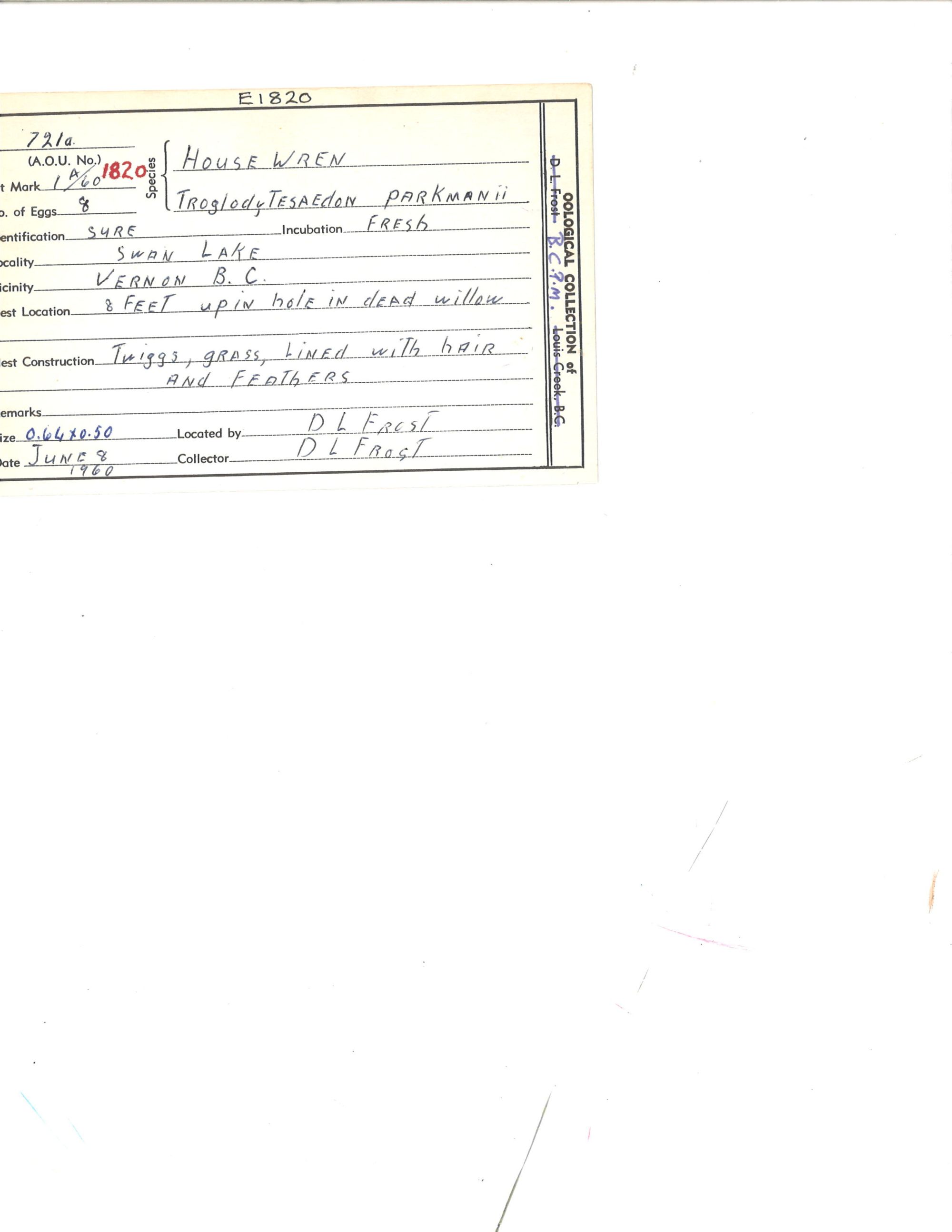 Image représentant Troglodytes aedon