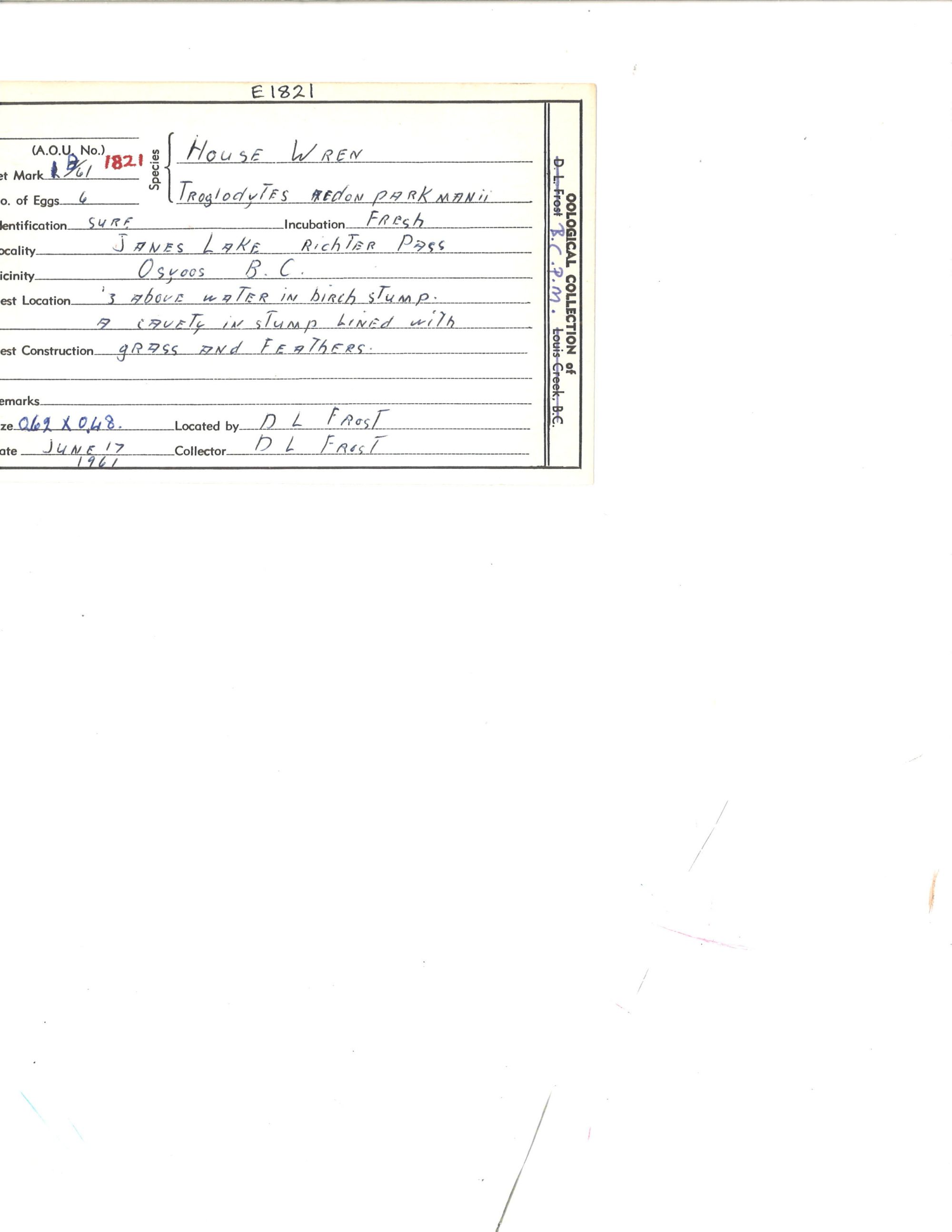 Image representing Troglodytes aedon.