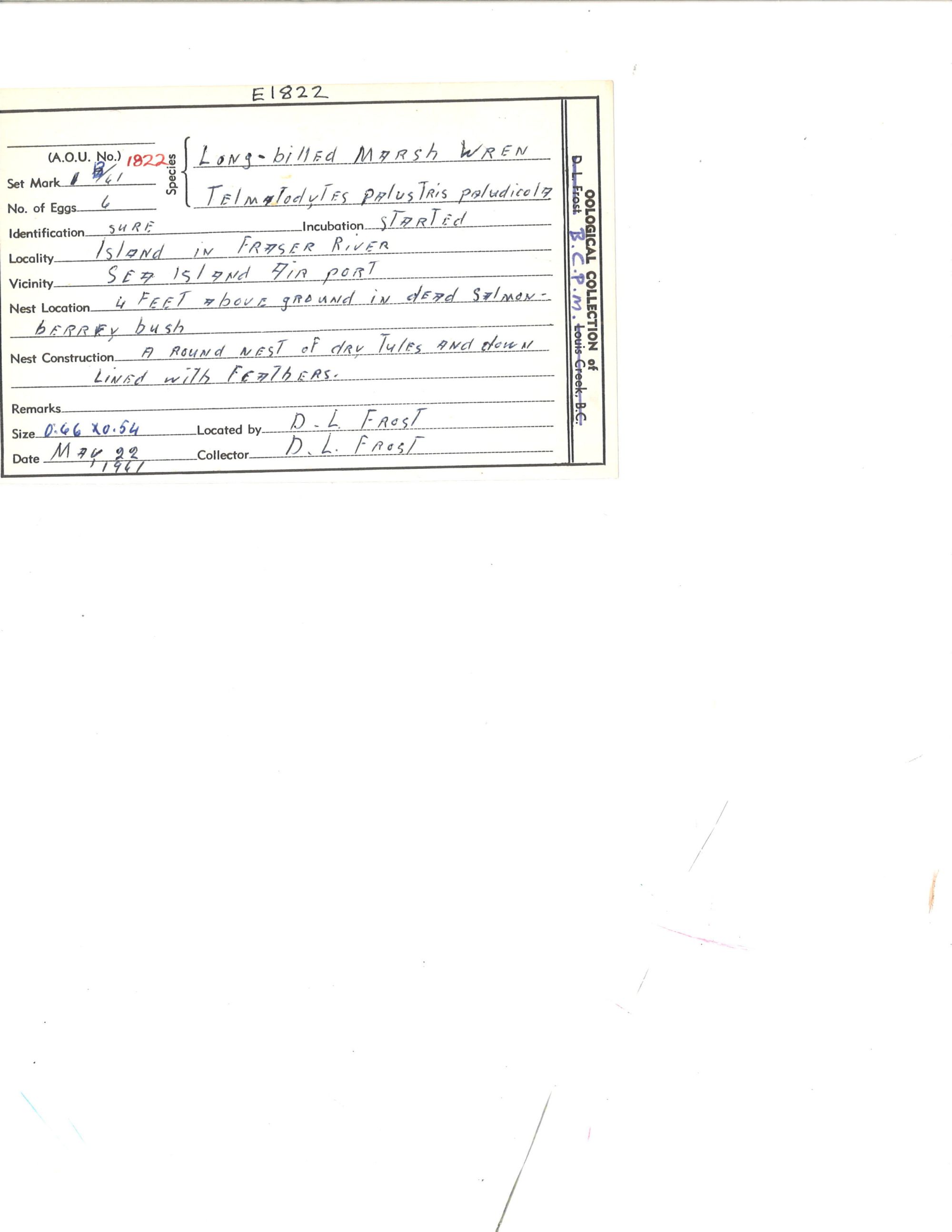 Image representing Cistothorus palustris.