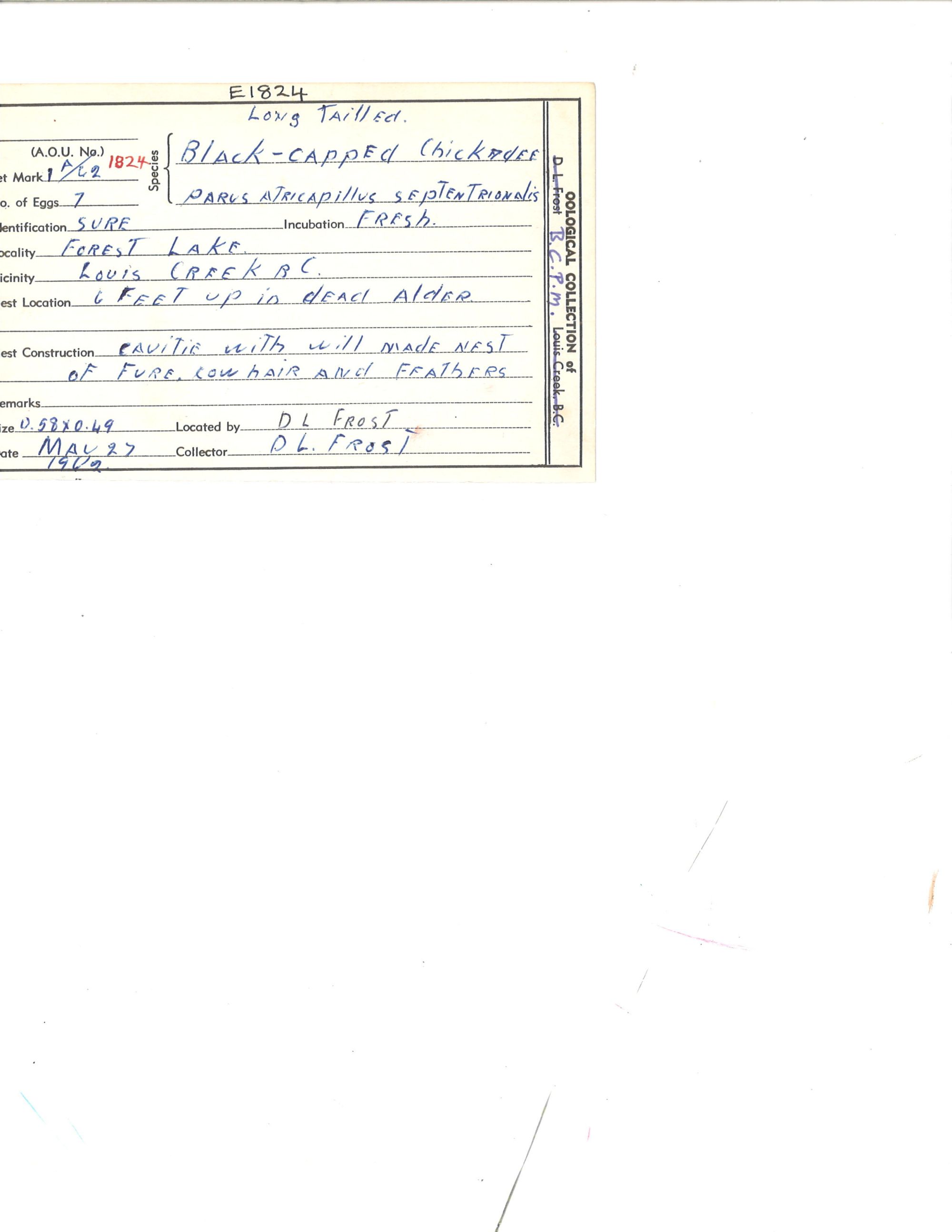 Image représentant Poecile atricapillus