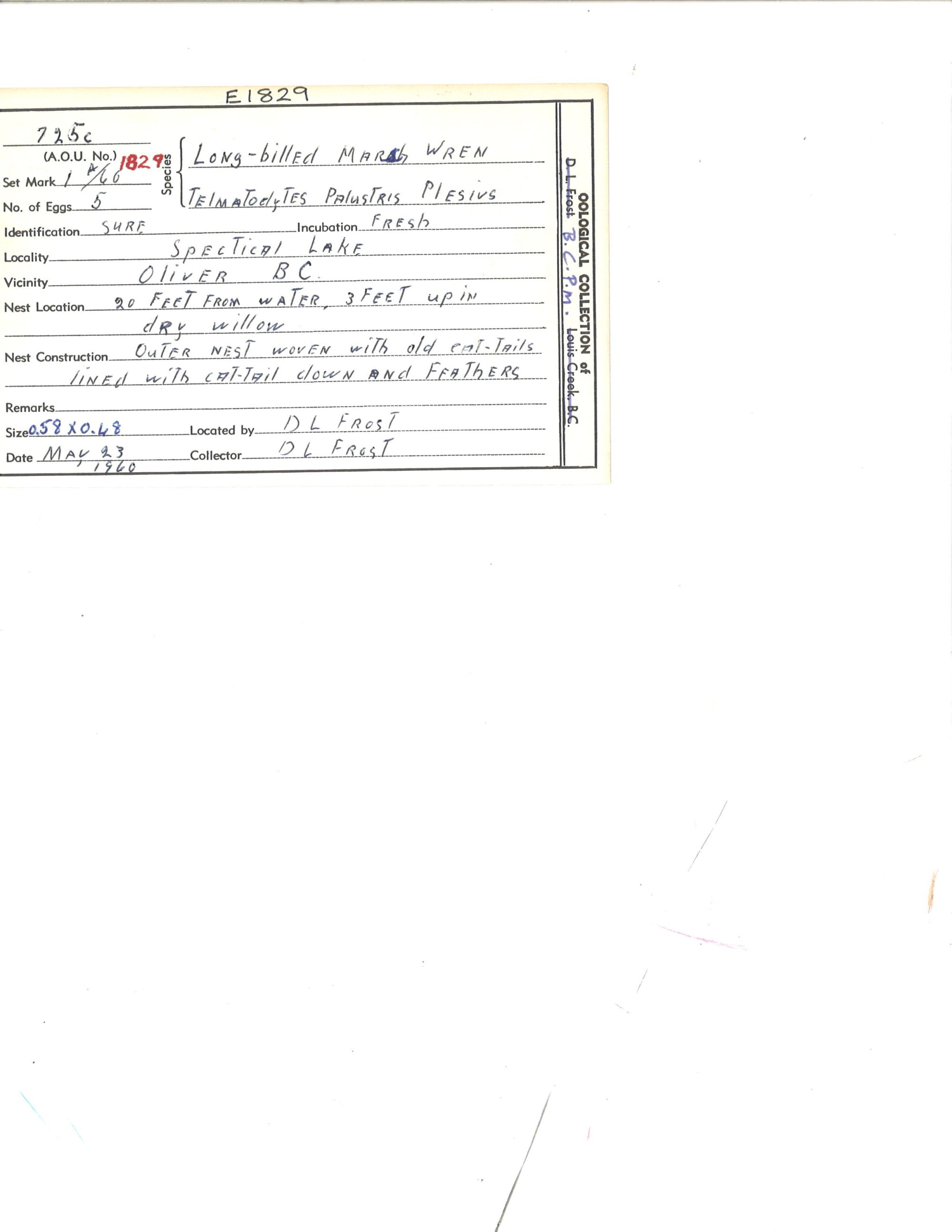 Image representing Cistothorus palustris.