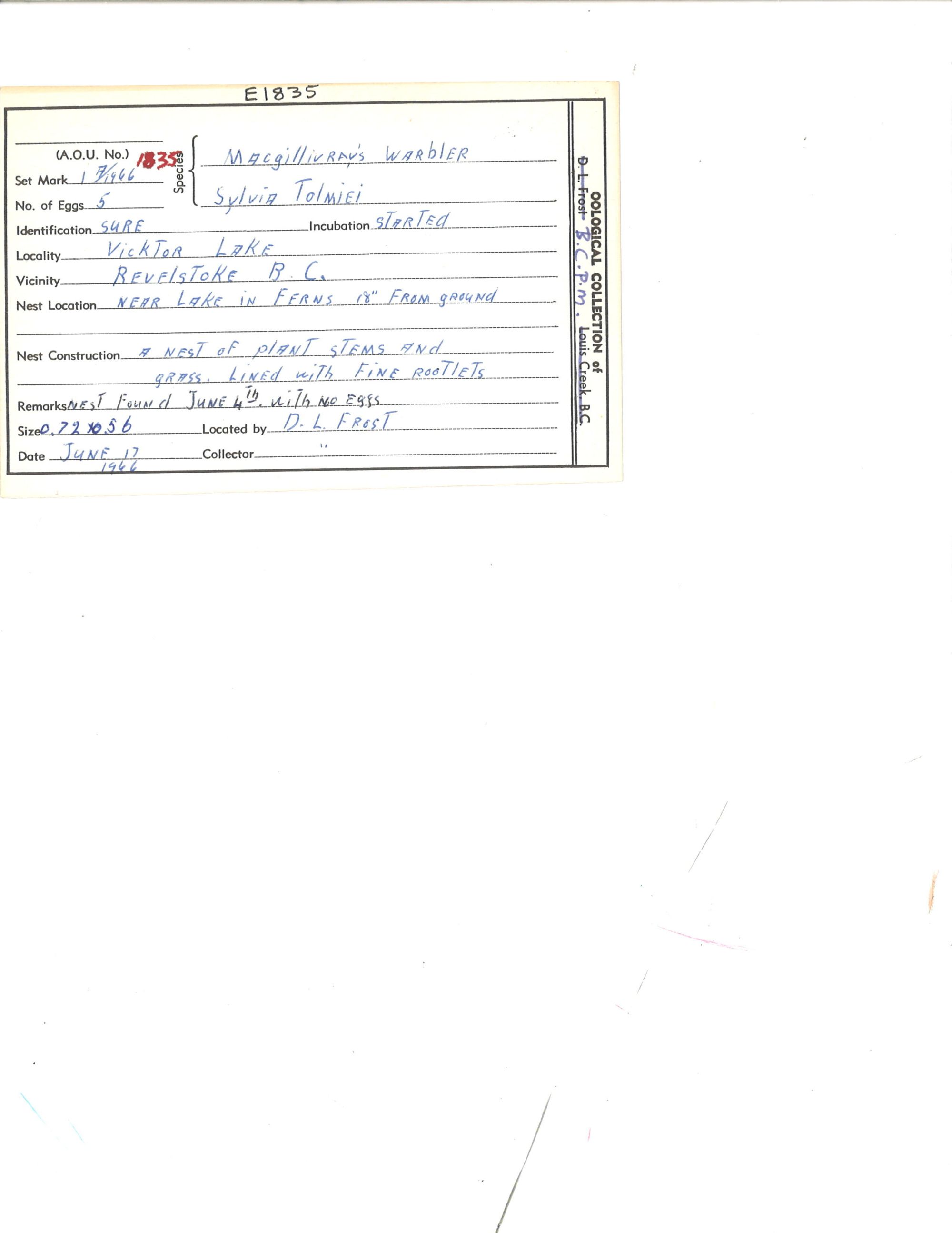 Image representing Geothlypis tolmiei.