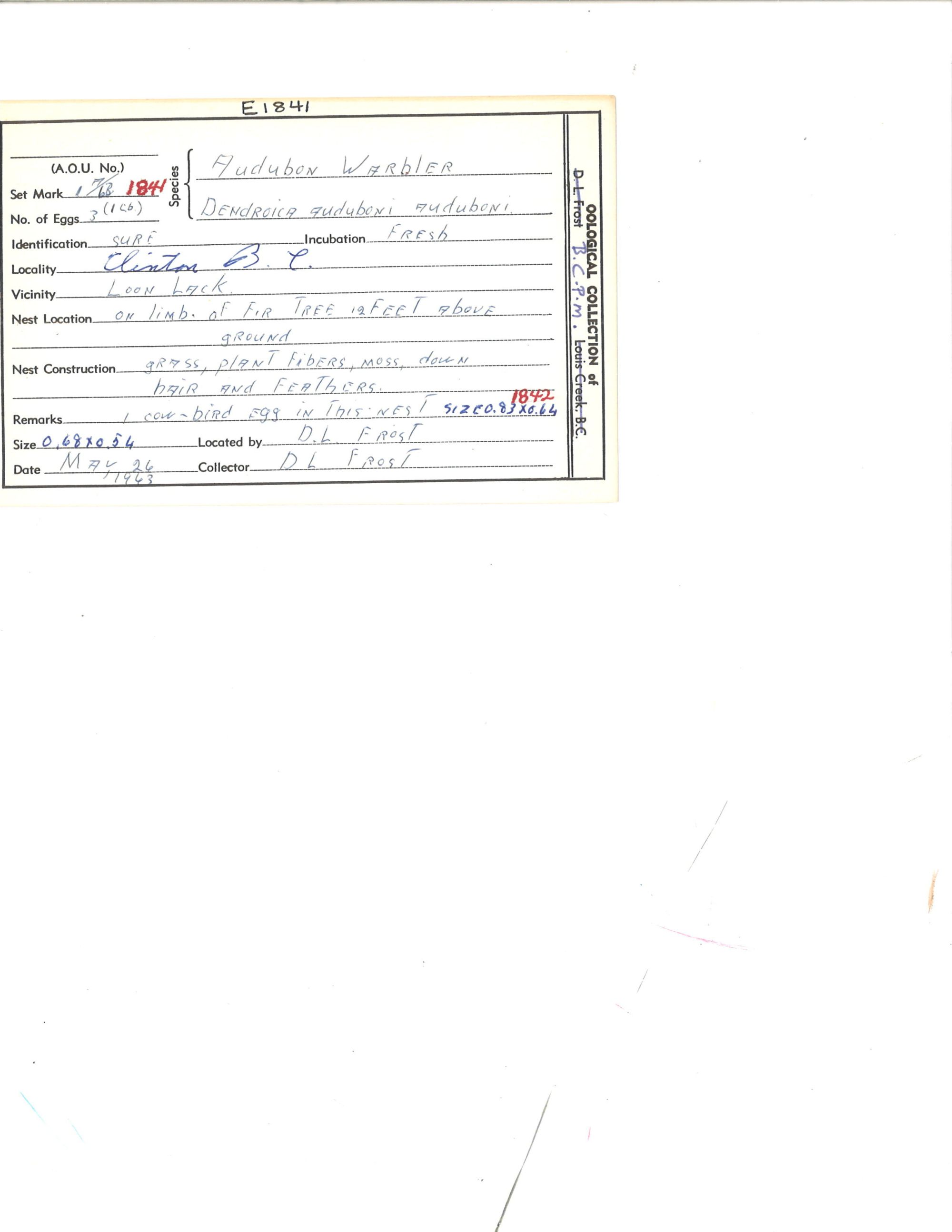 Image representing Setophaga coronata.