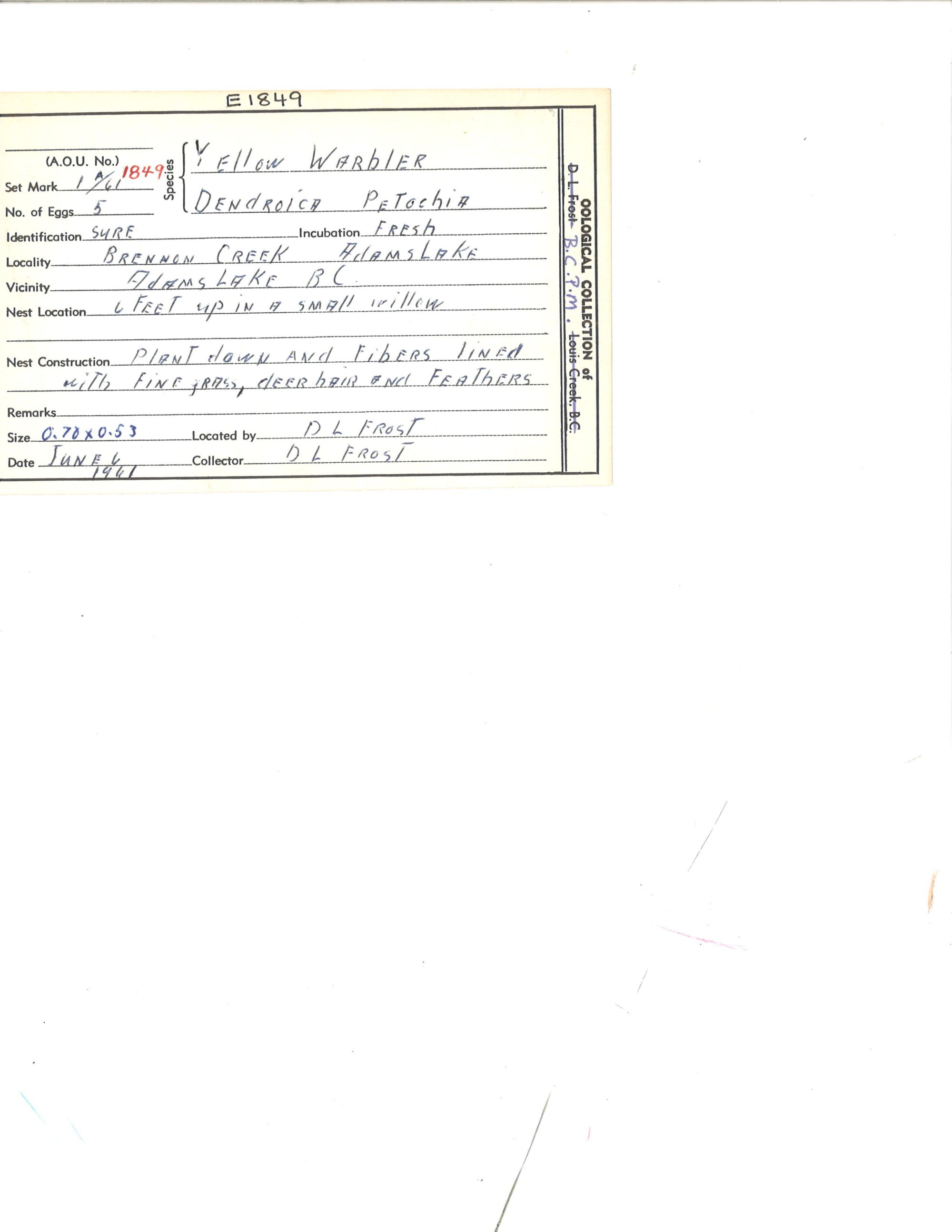 Image representing Setophaga petechia.