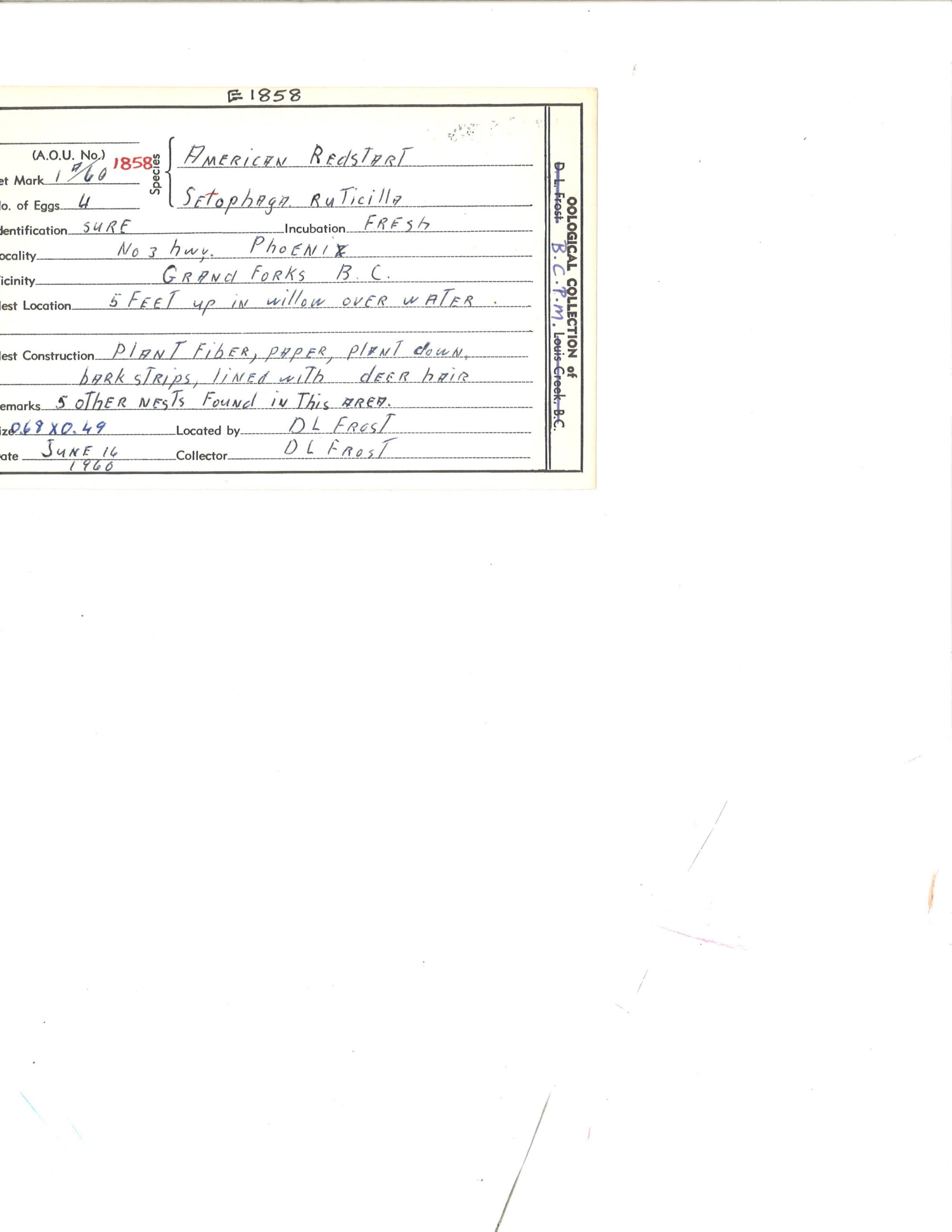 Image representing Setophaga ruticilla.