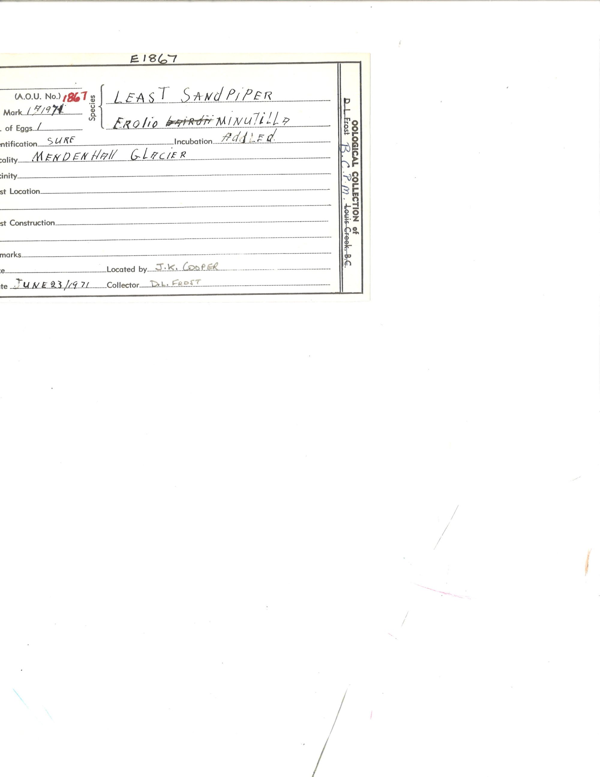 Image representing Calidris minutilla.