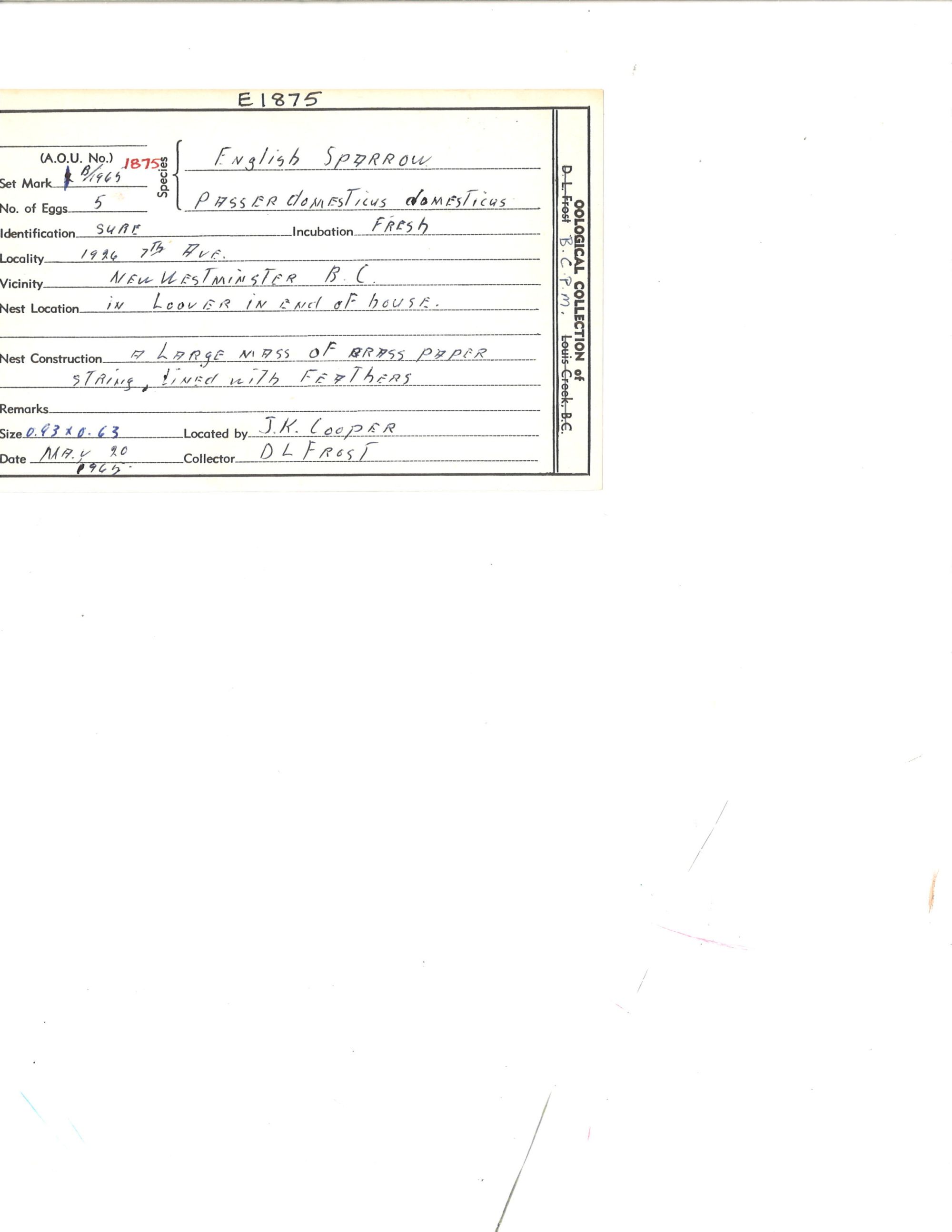 Image representing Passer domesticus.