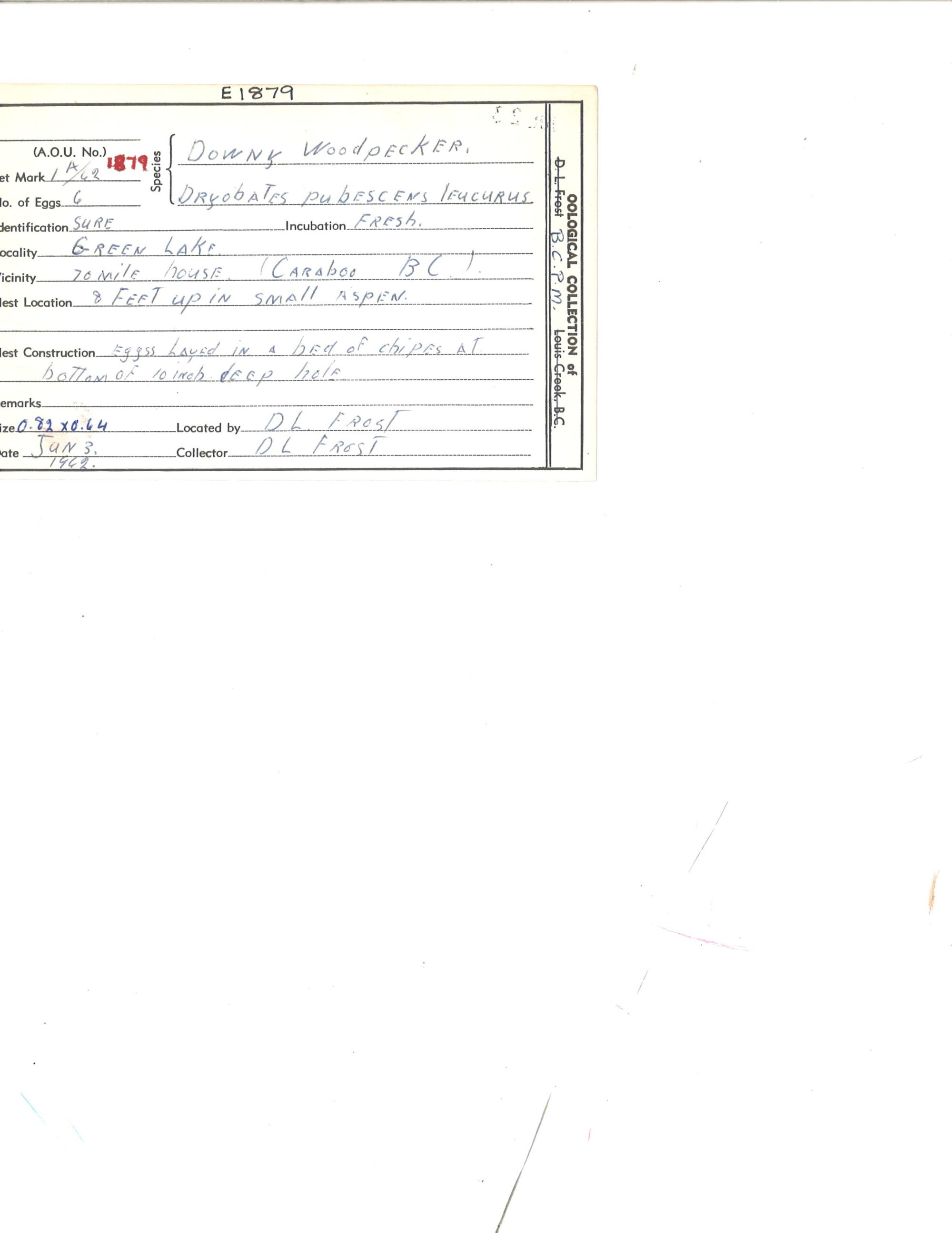 Image representing Dryobates pubescens.