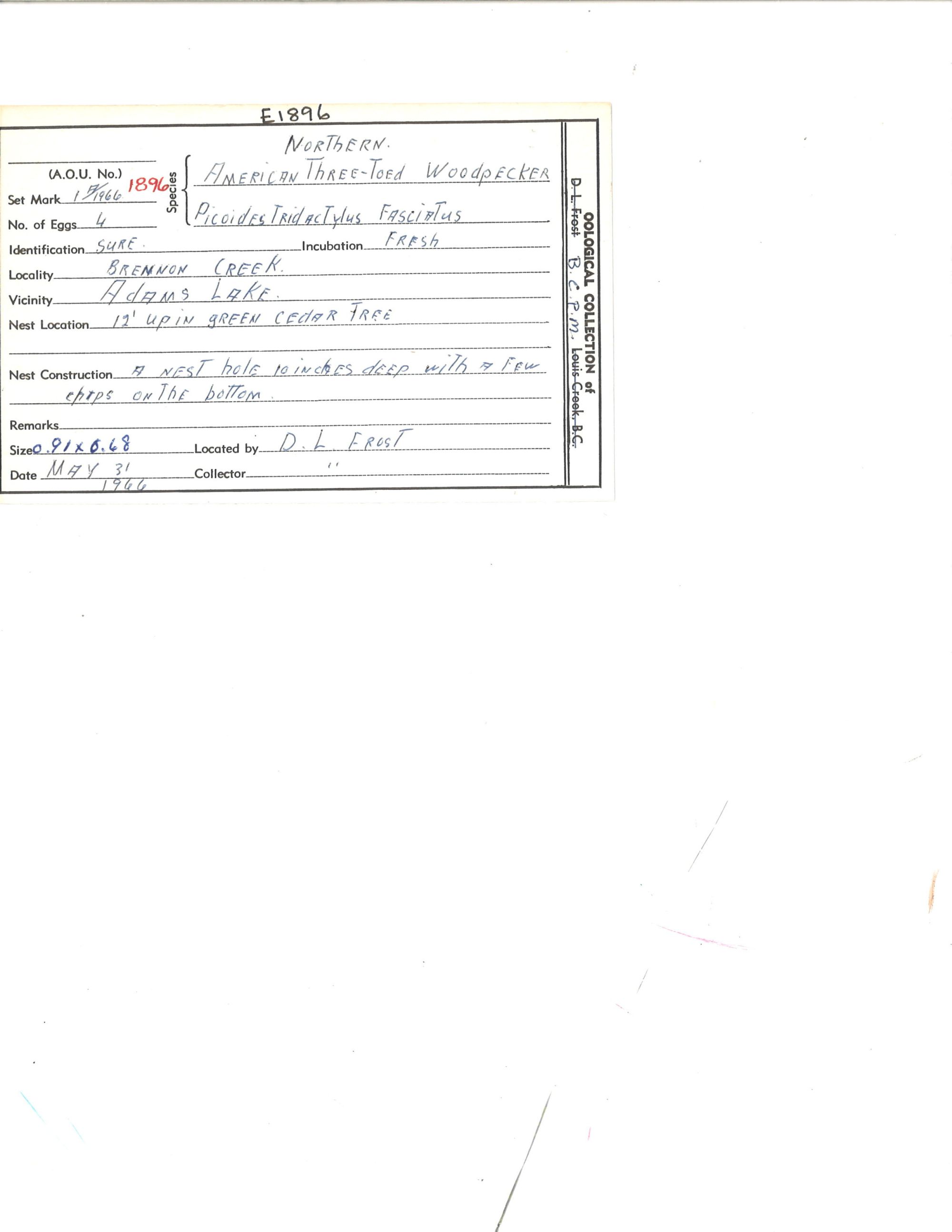 Image representing Picoides dorsalis.