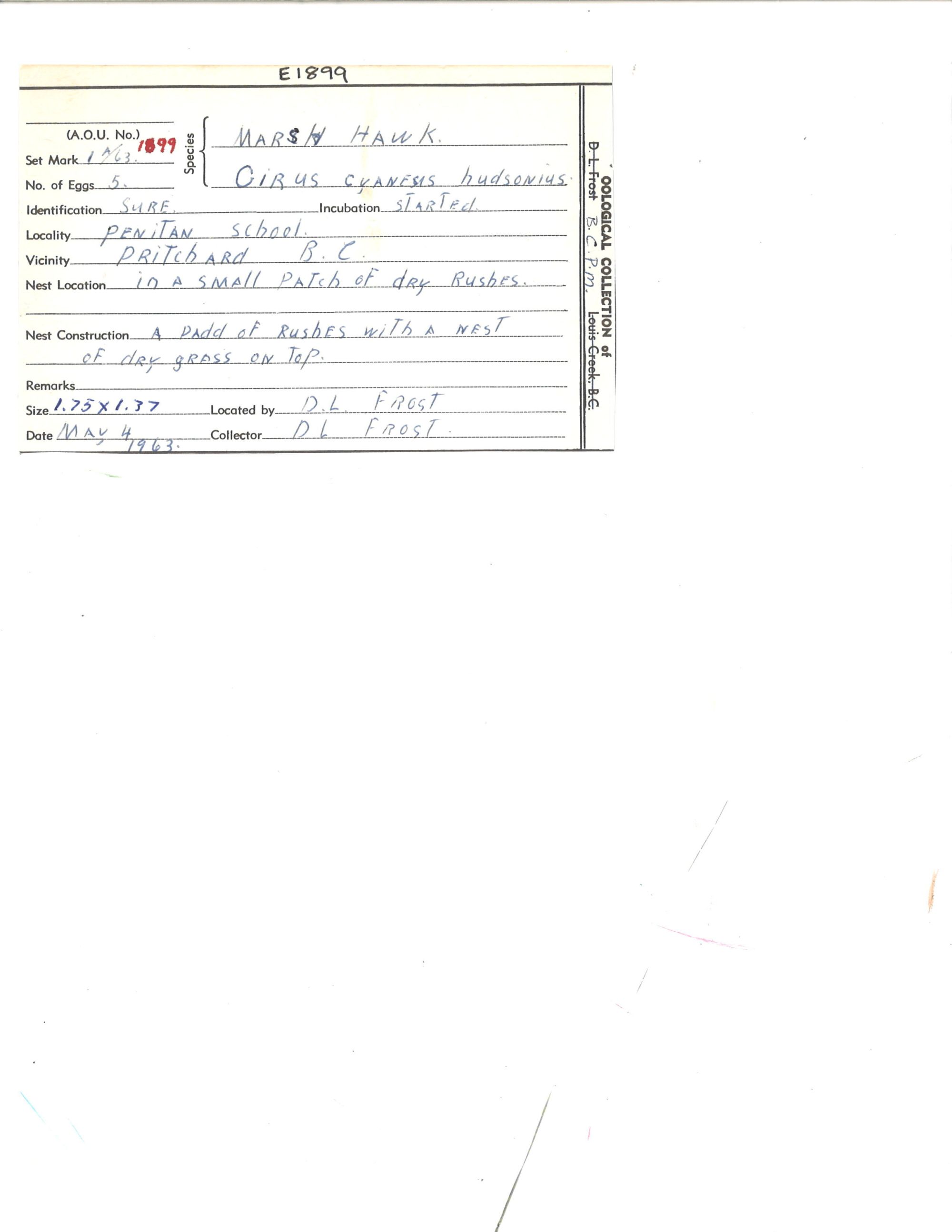 Image representing Circus hudsonius.