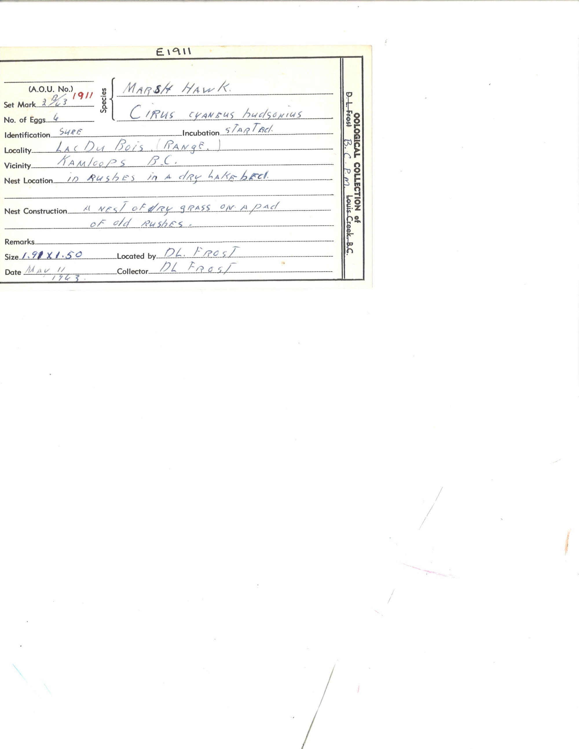 Image representing Circus hudsonius.