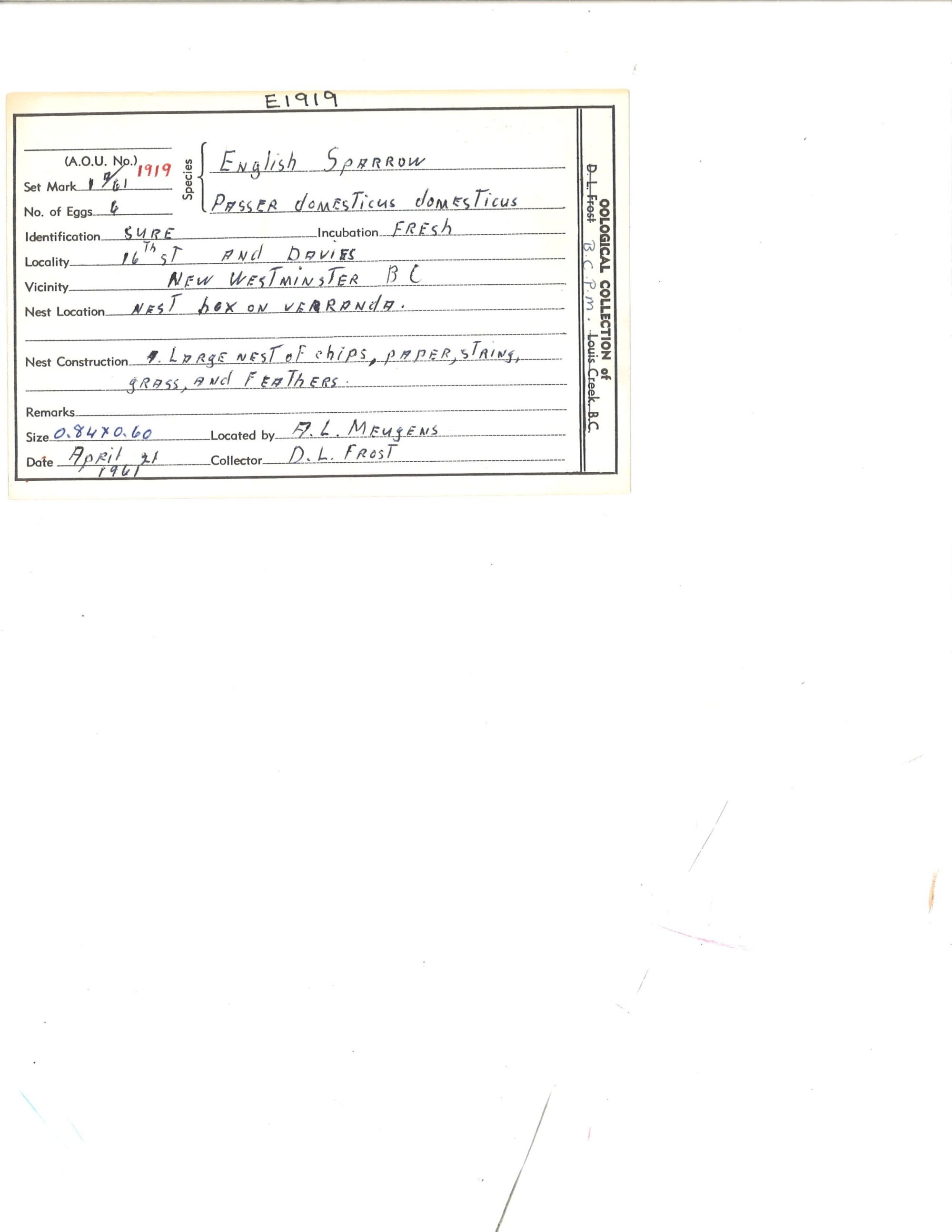 Image representing Passer domesticus.