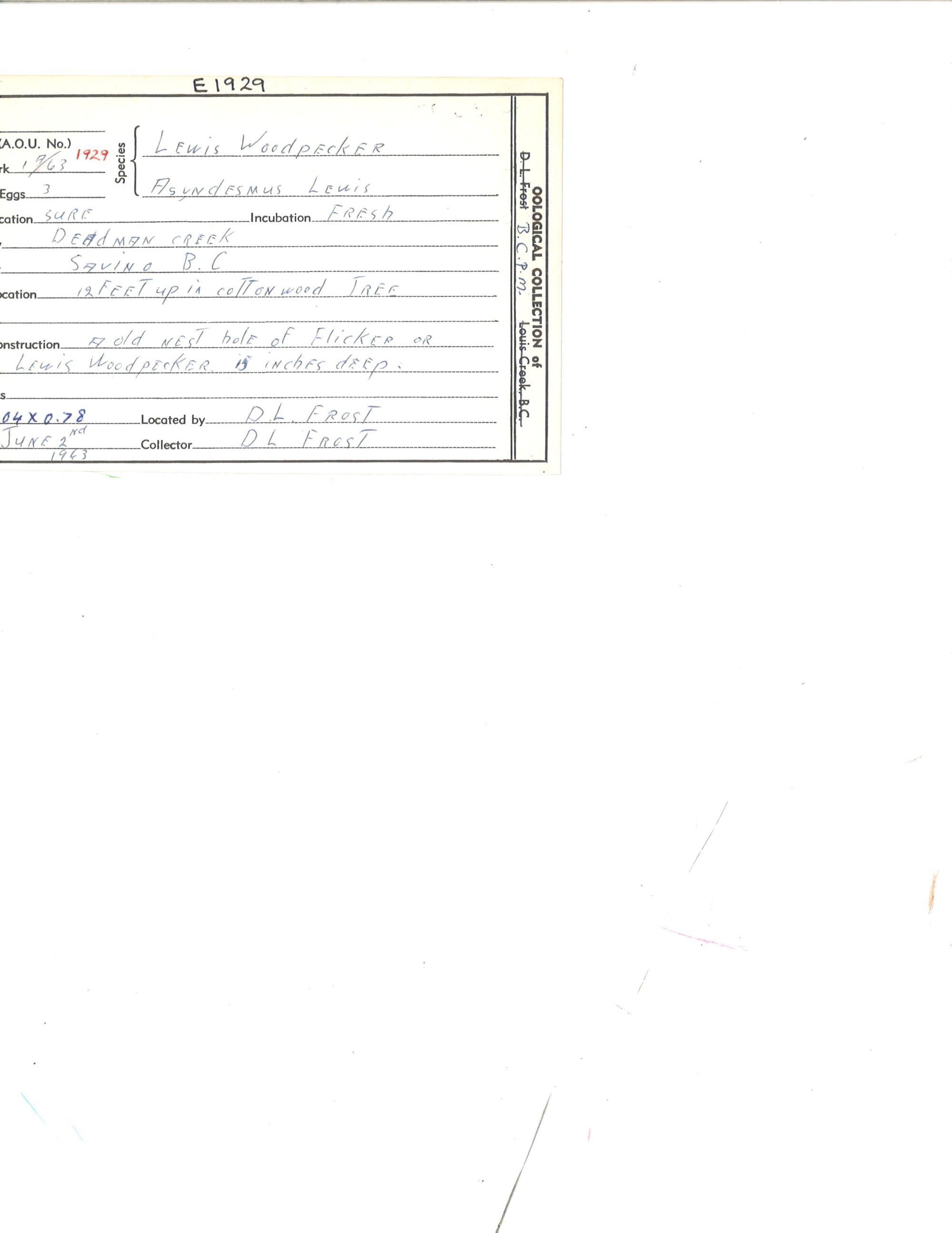 Image representing Melanerpes lewis.