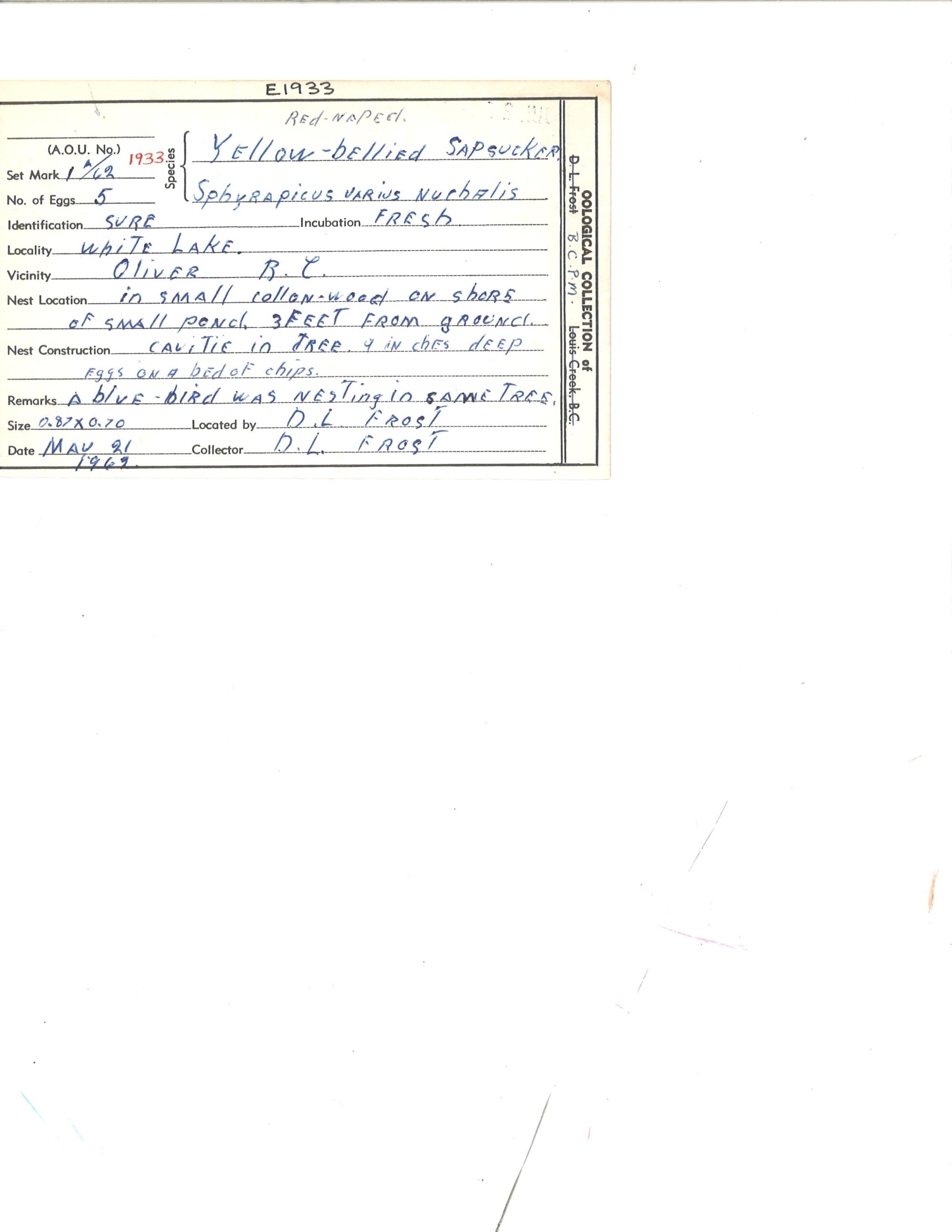 Image representing Sphyrapicus nuchalis.