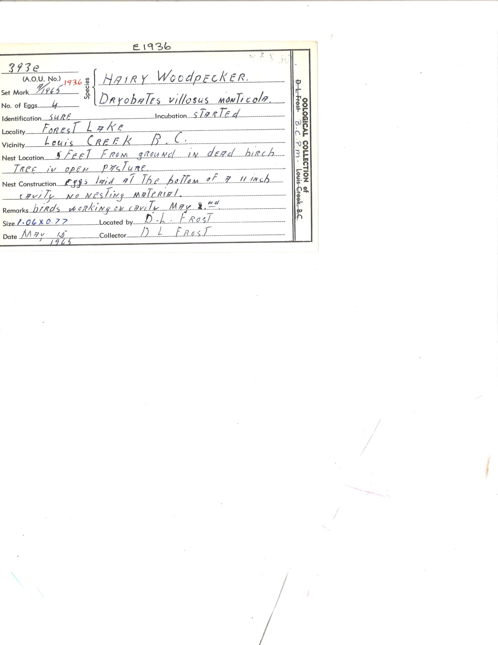 Image representing Dryobates villosus.