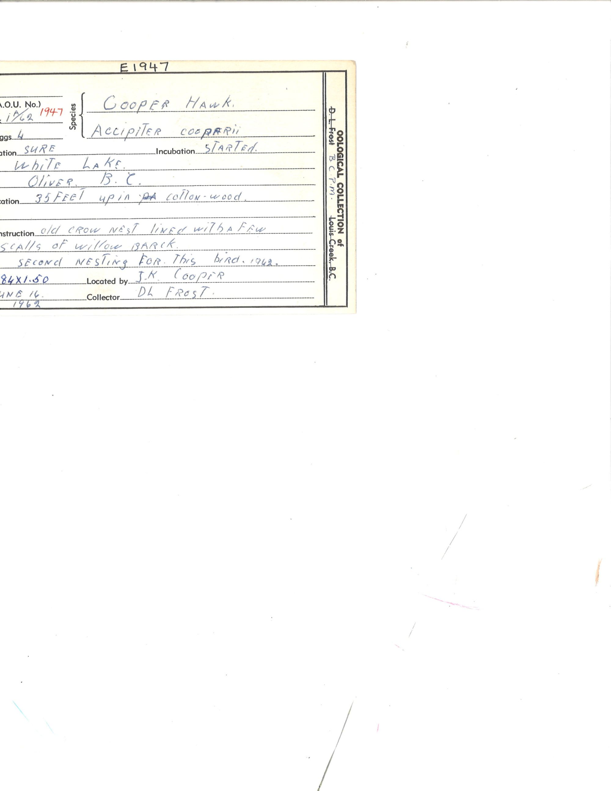 Image representing Accipiter cooperii.