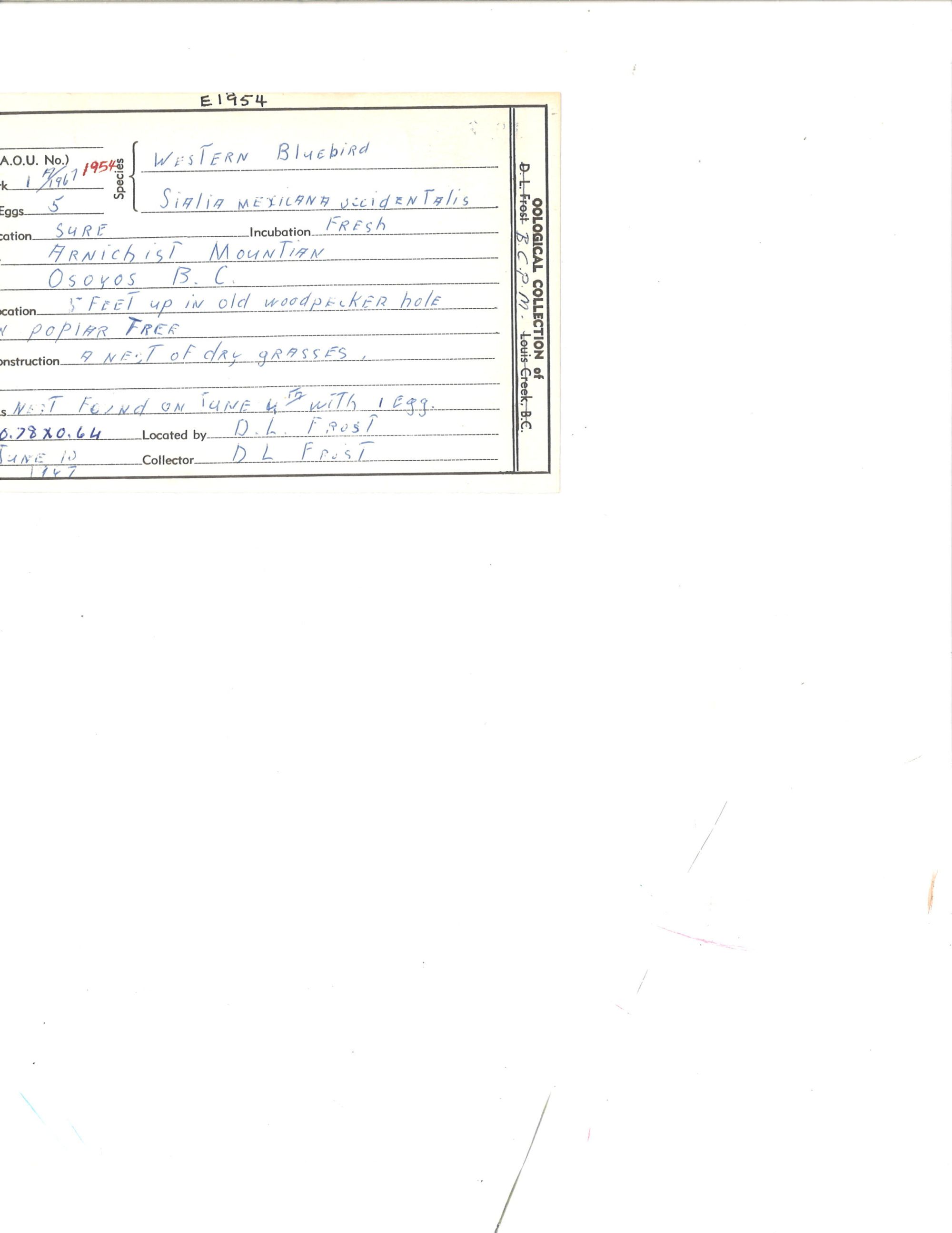 Image representing Sialia mexicana.