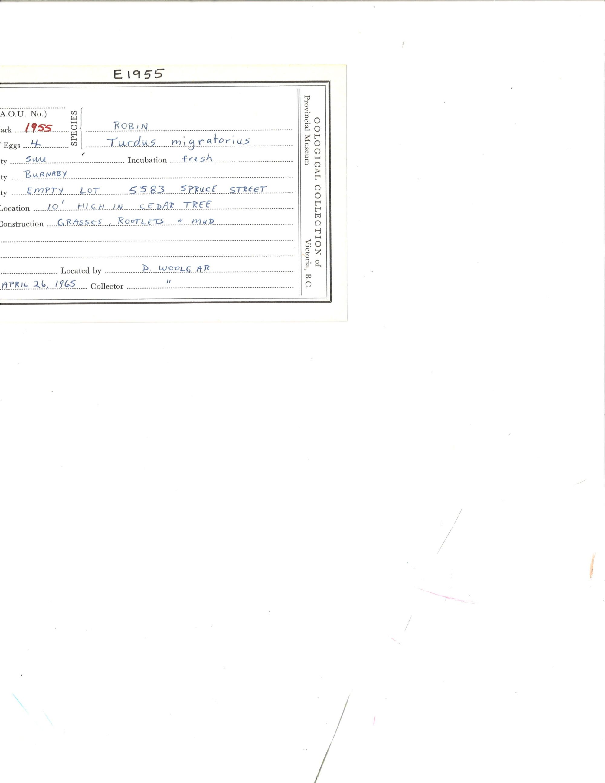 Image representing Turdus migratorius.