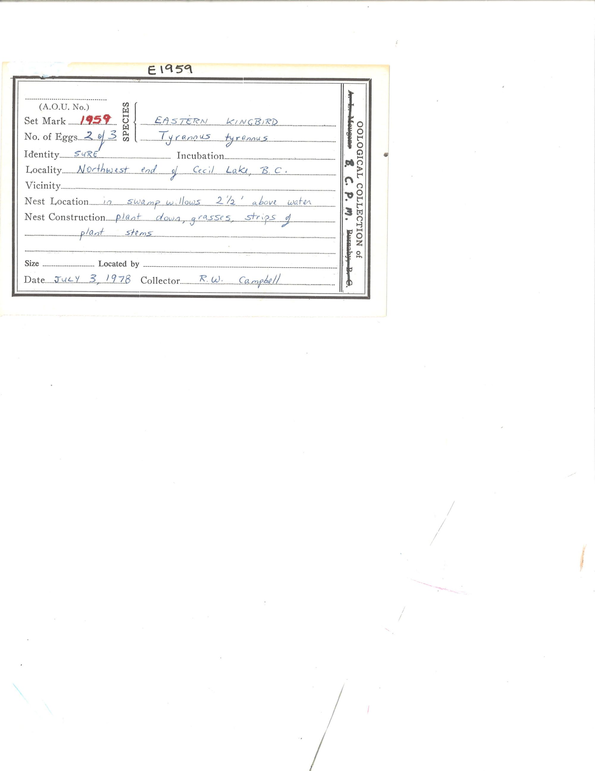 Image representing Tyrannus tyrannus.