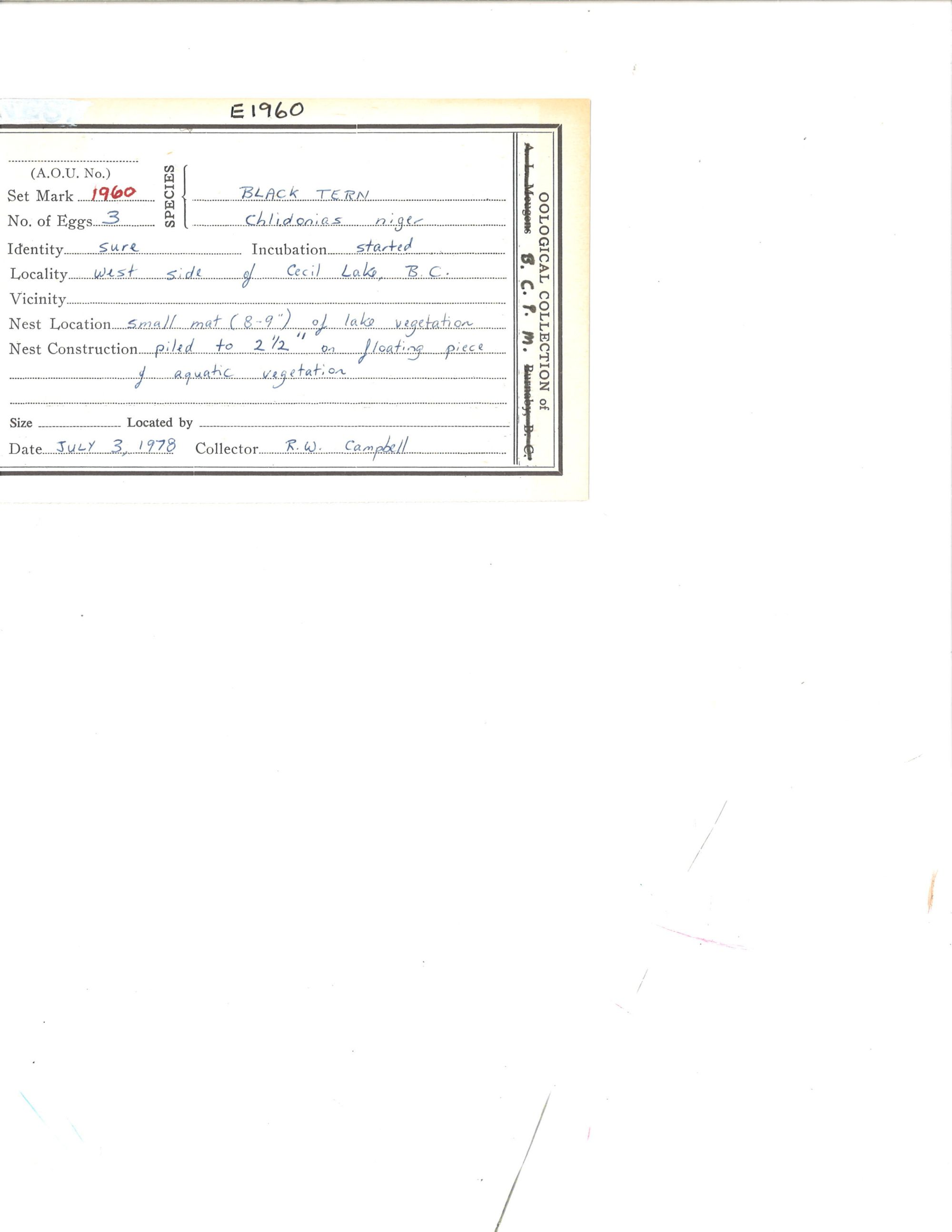 Image representing Chlidonias niger.