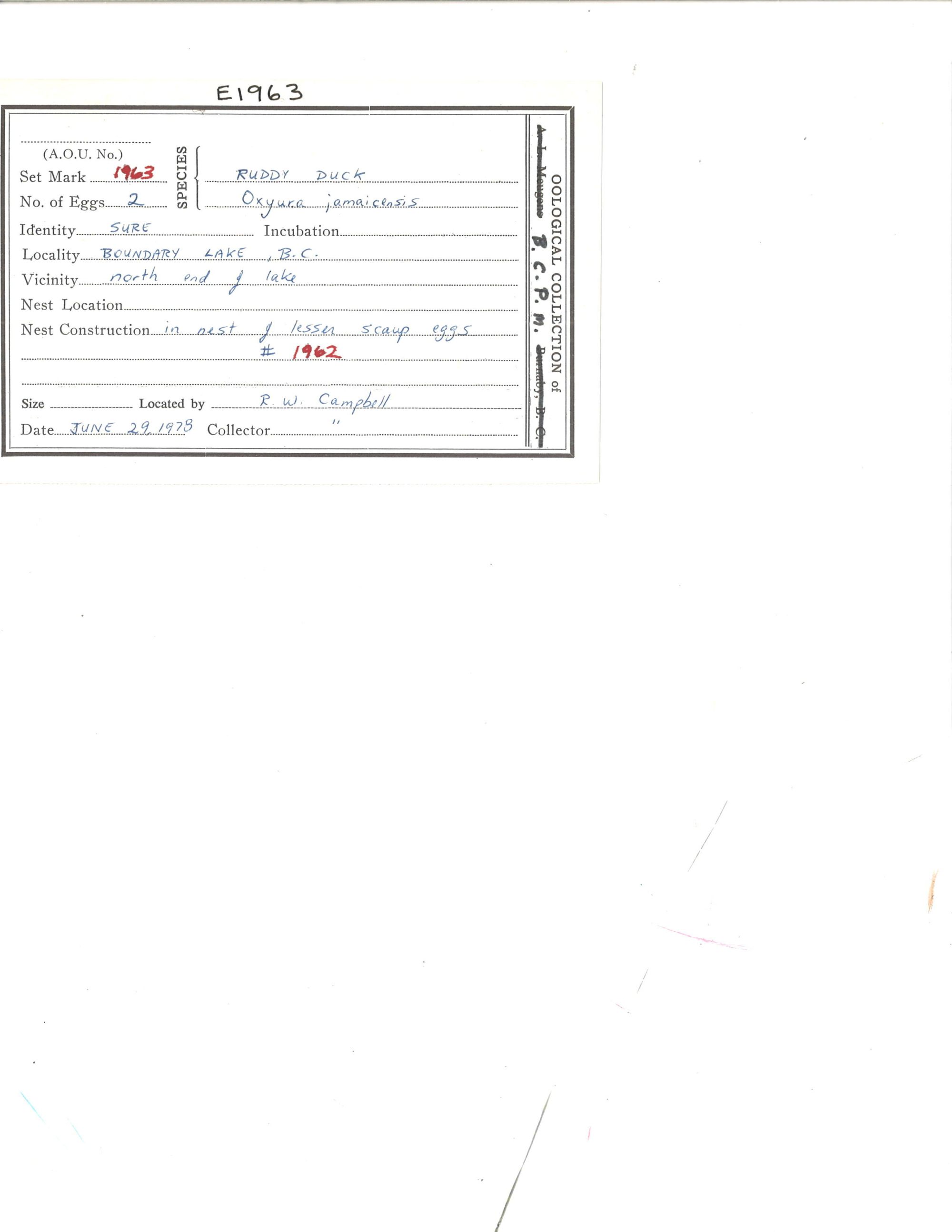 Image representing Oxyura jamaicensis.