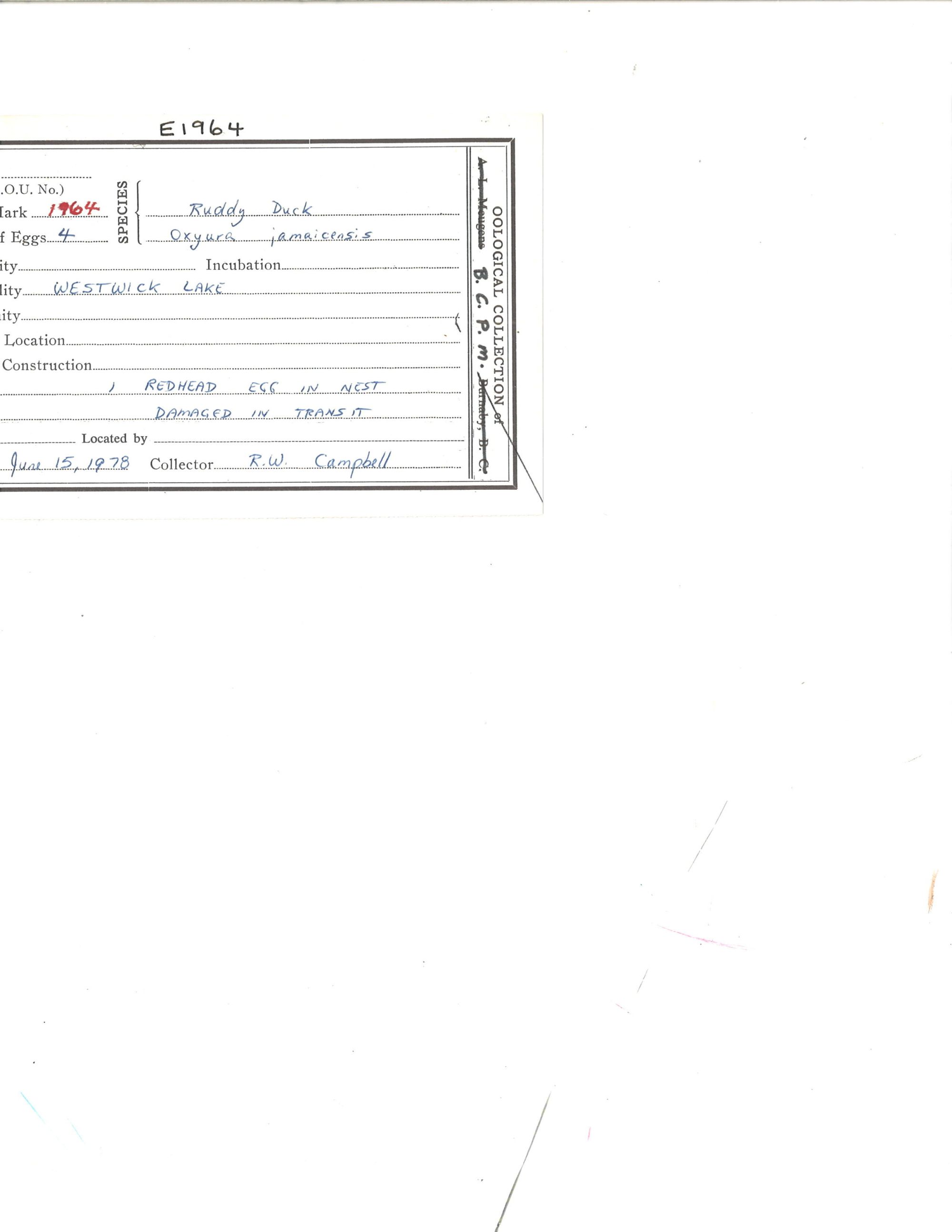 Image representing Oxyura jamaicensis.