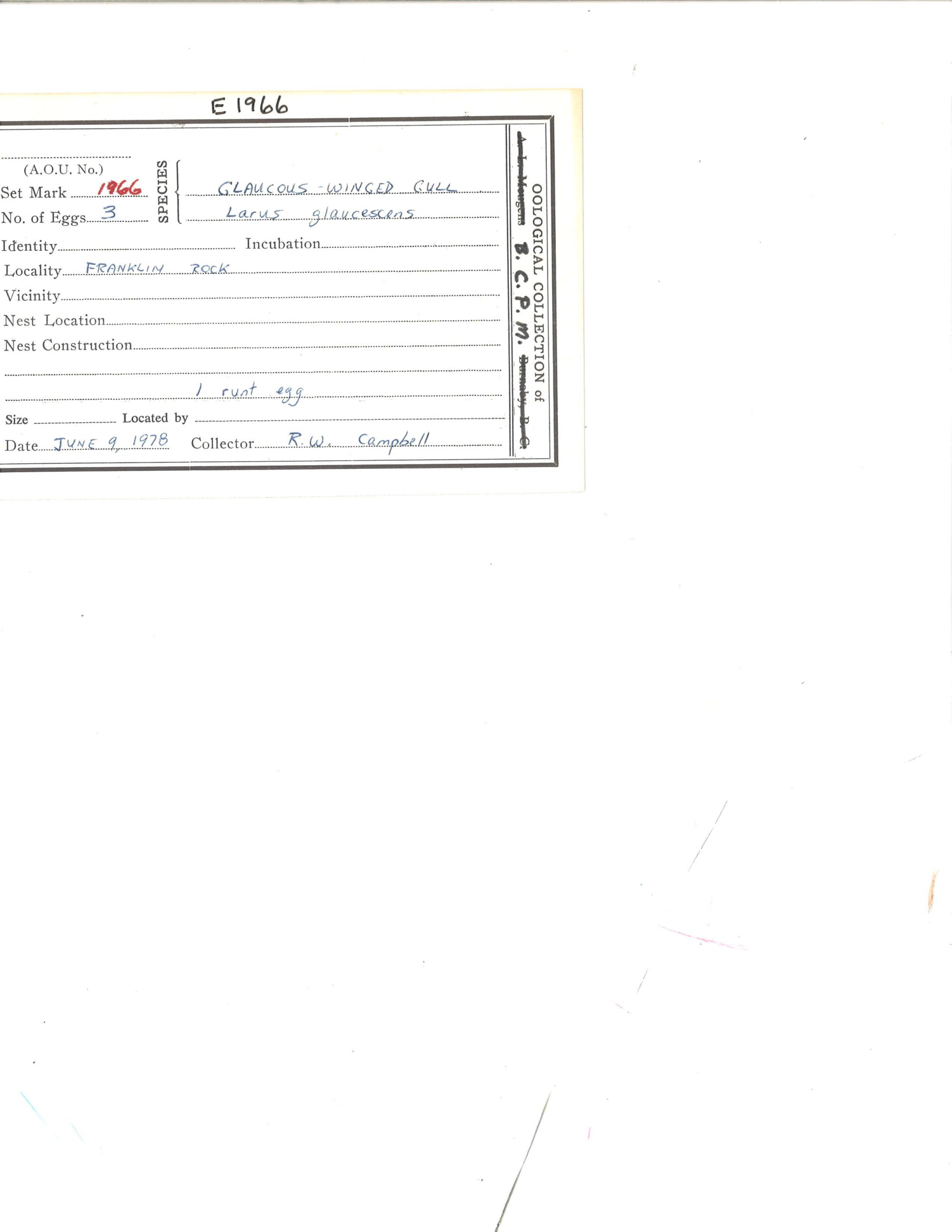 Image representing Larus glaucescens.