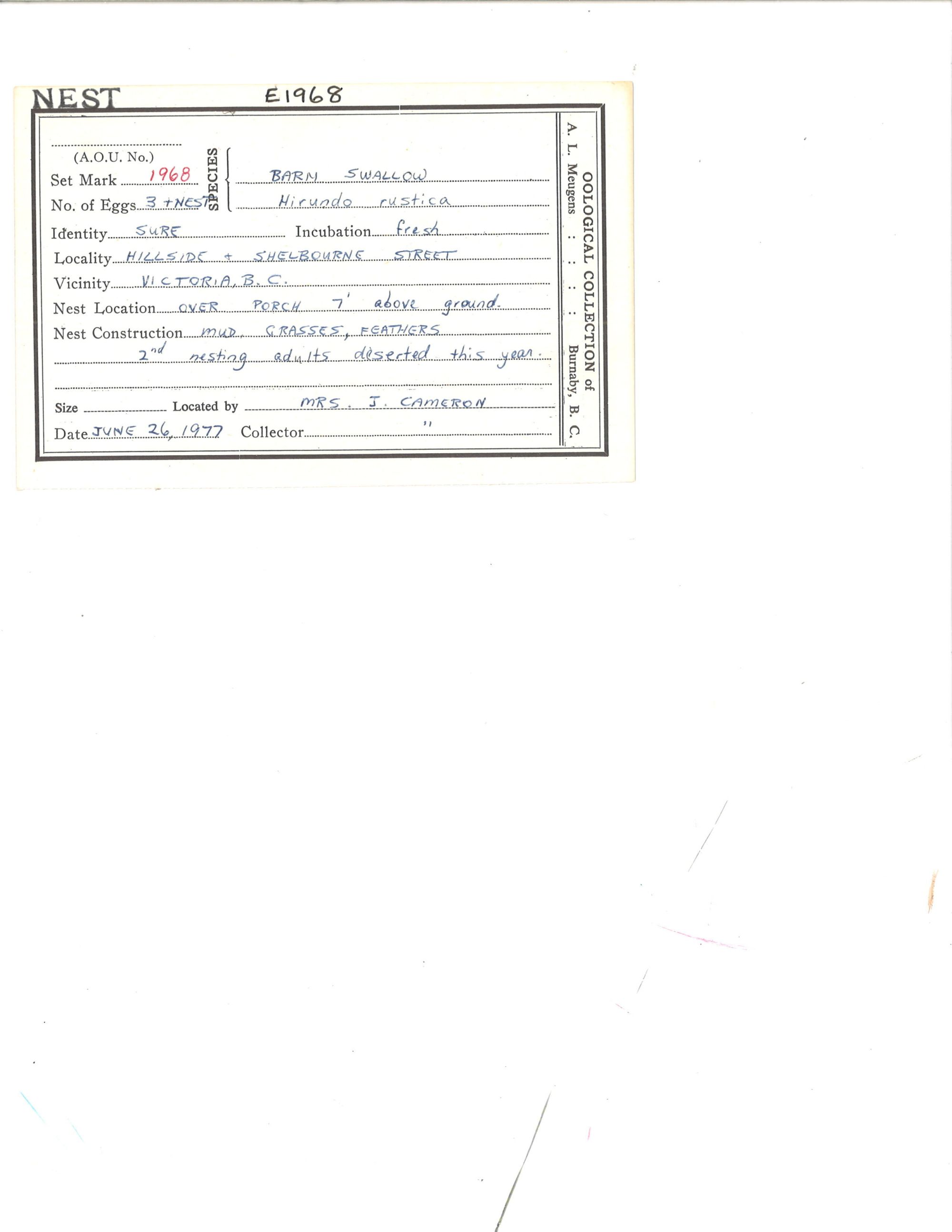 Image representing Hirundo rustica.