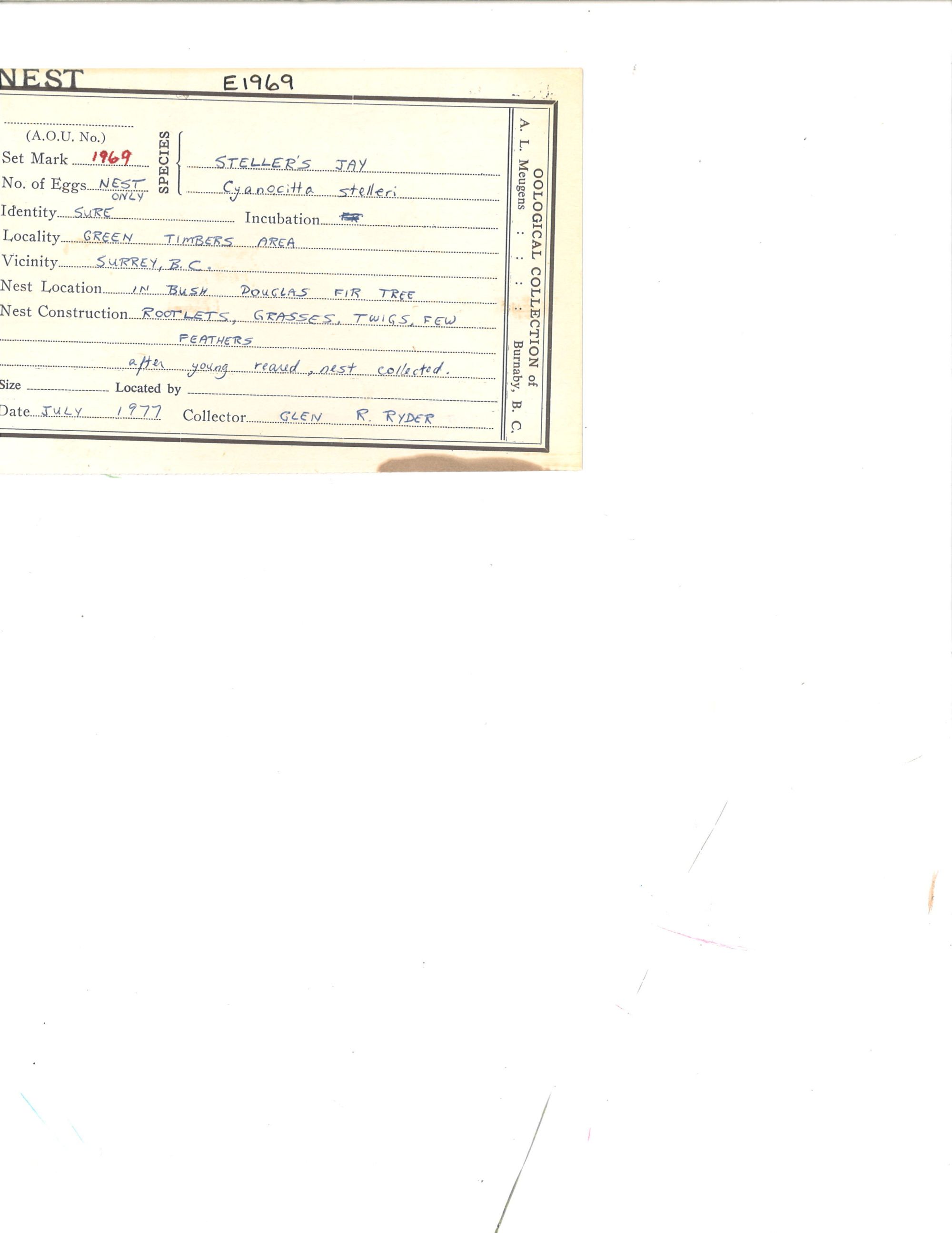 Image representing Cyanocitta stelleri.