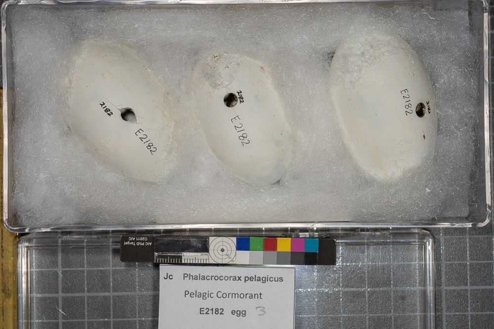 Image representing Phalacrocorax pelagicus.