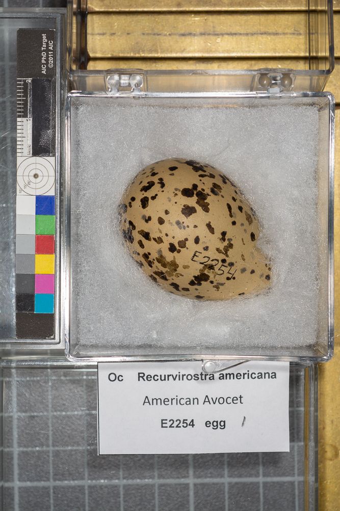 Image representing Recurvirostra americana.