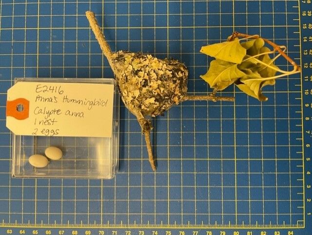 Image representing Calypte anna.