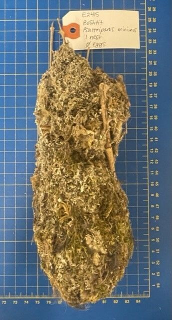 Image representing Psaltriparus minimus.