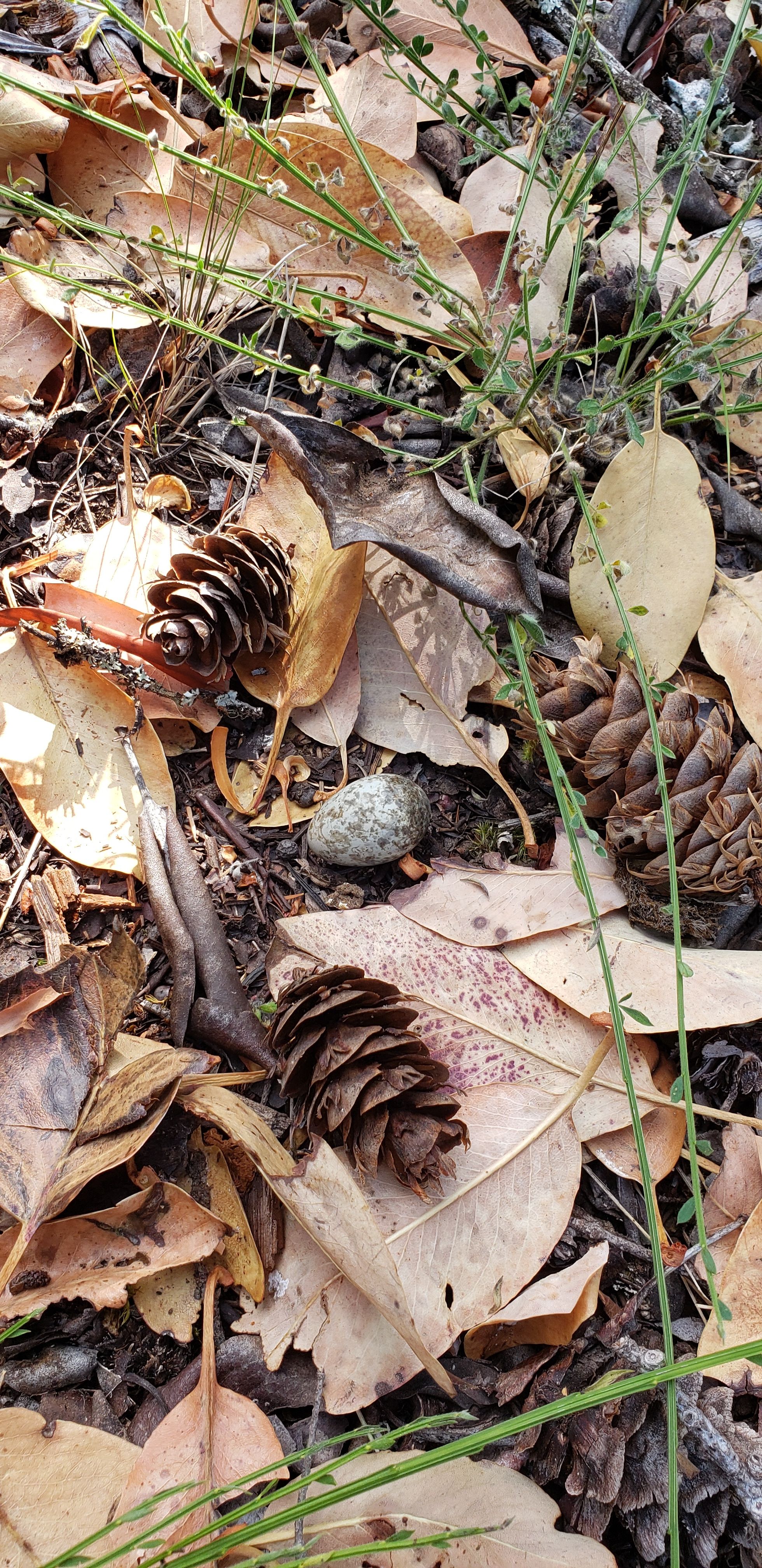 Image representing Chordeiles minor.