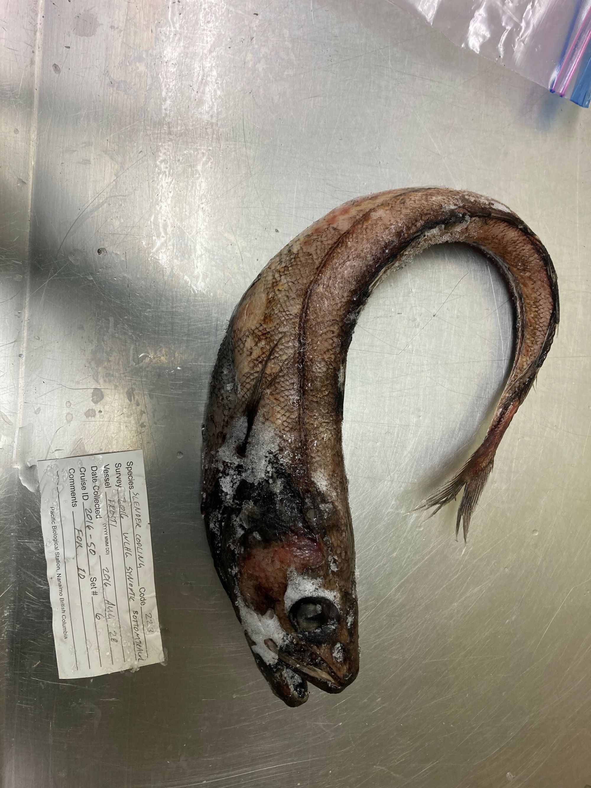 Image representing Halargyreus johnsonii.