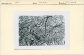 Image representing photograph.