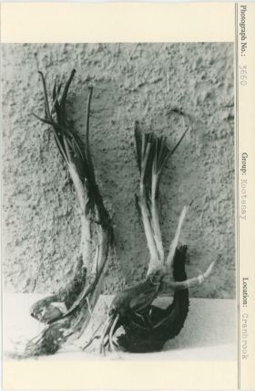 Image representing photograph.