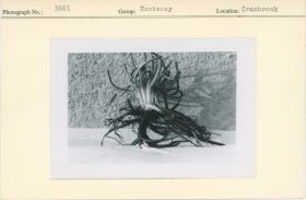 Image representing photograph.