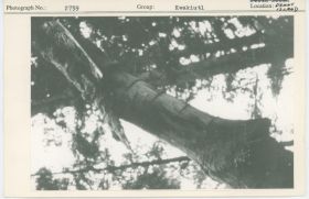 Image representing photograph.