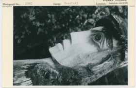 Image representing photograph.