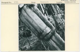 Image representing photograph.