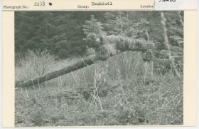 Image representing photograph.