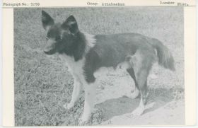 Image representing photograph.