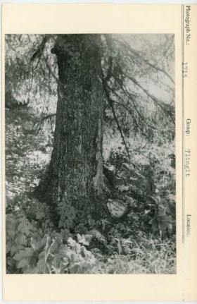 Image representing photograph.